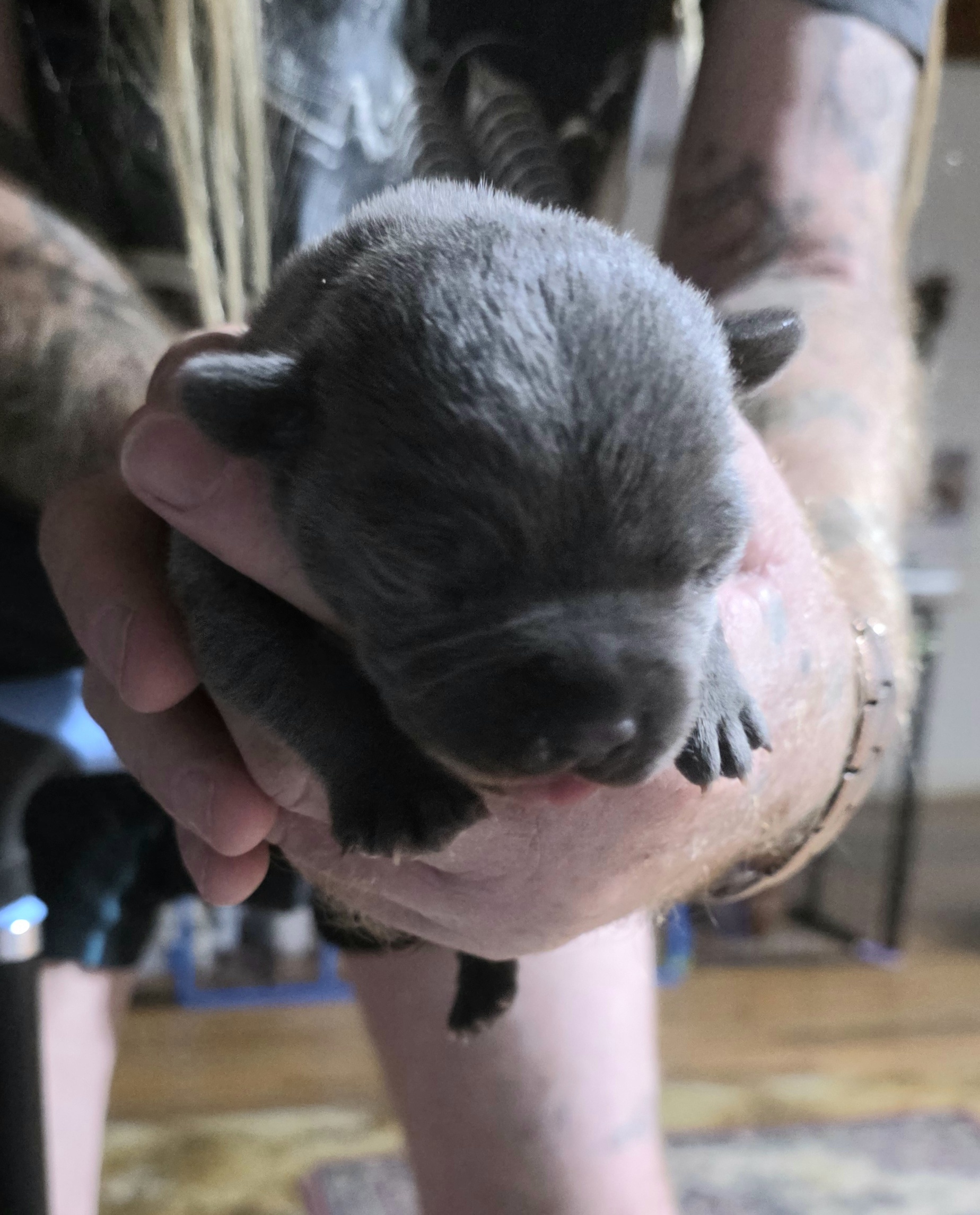 Staffordshire Bull Terrier – Paskeville