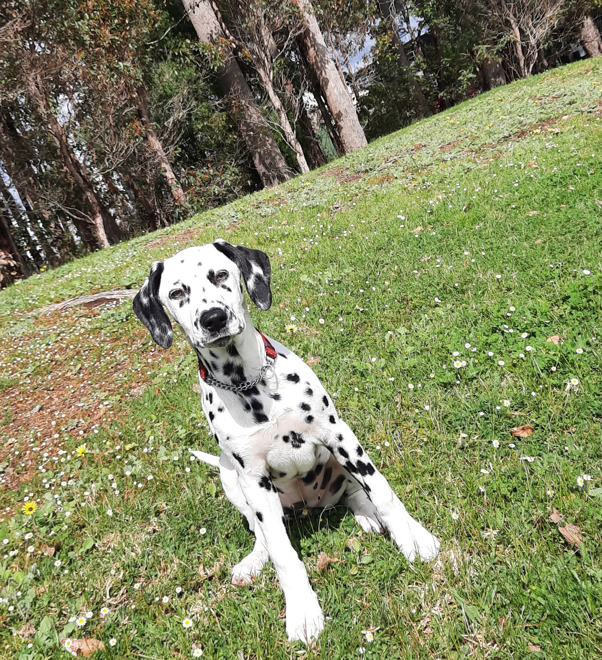 Dalmatian