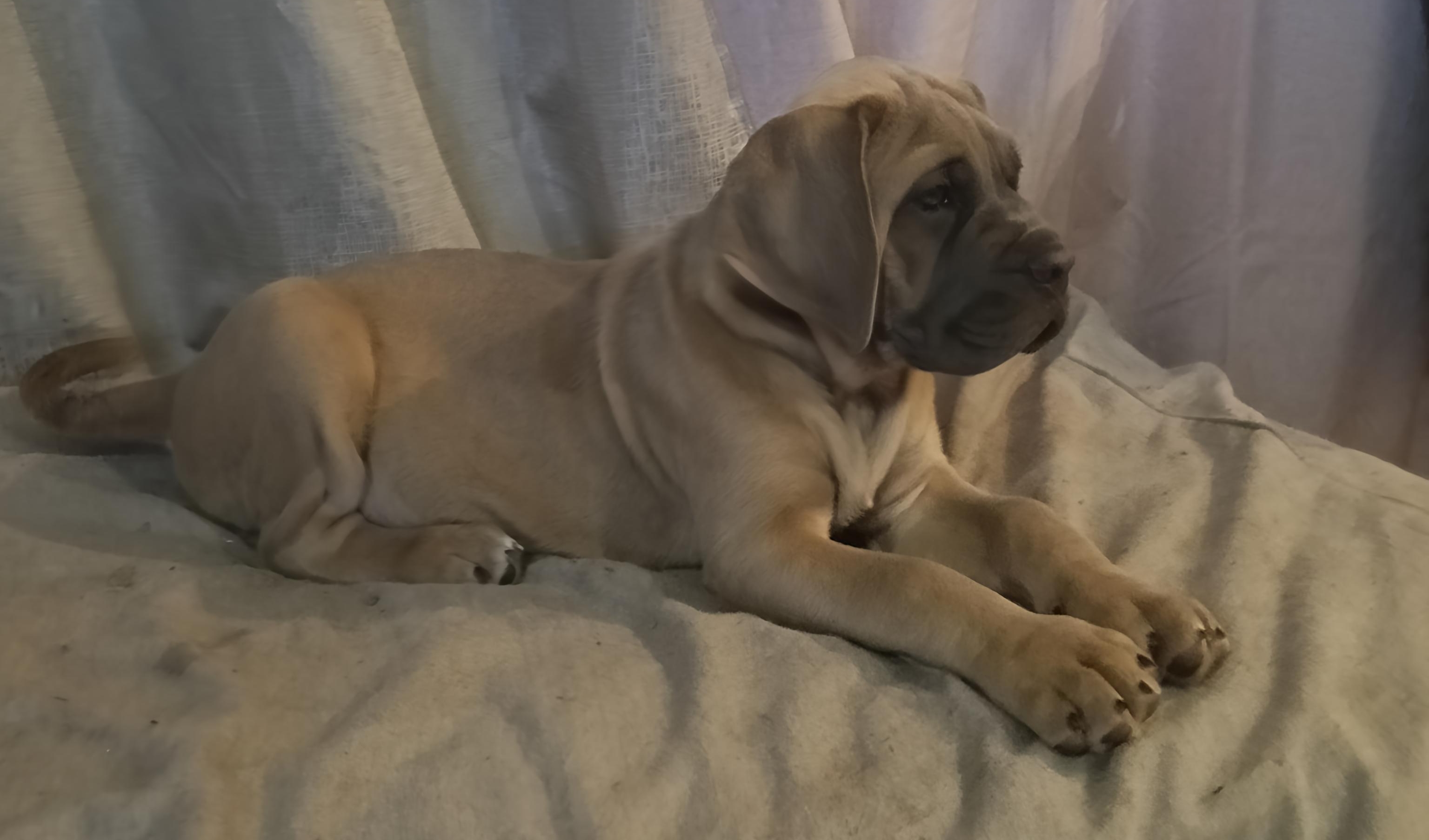 Cane Corso – Kalkallo