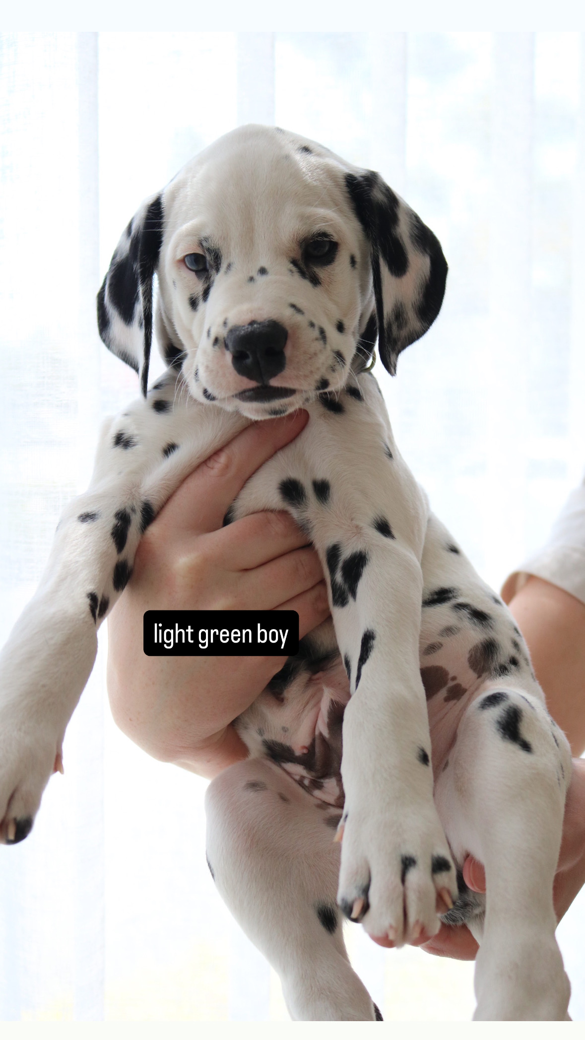 Dalmatian – Tamborine