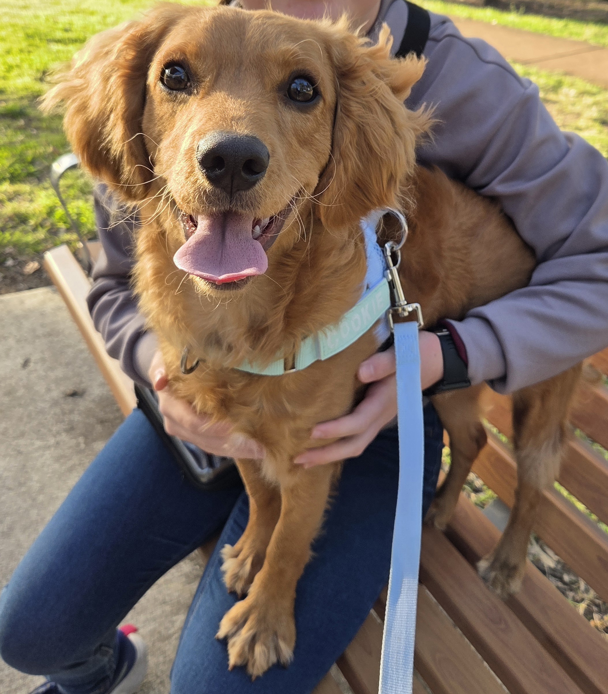 Cavoodle – Glenmore Park