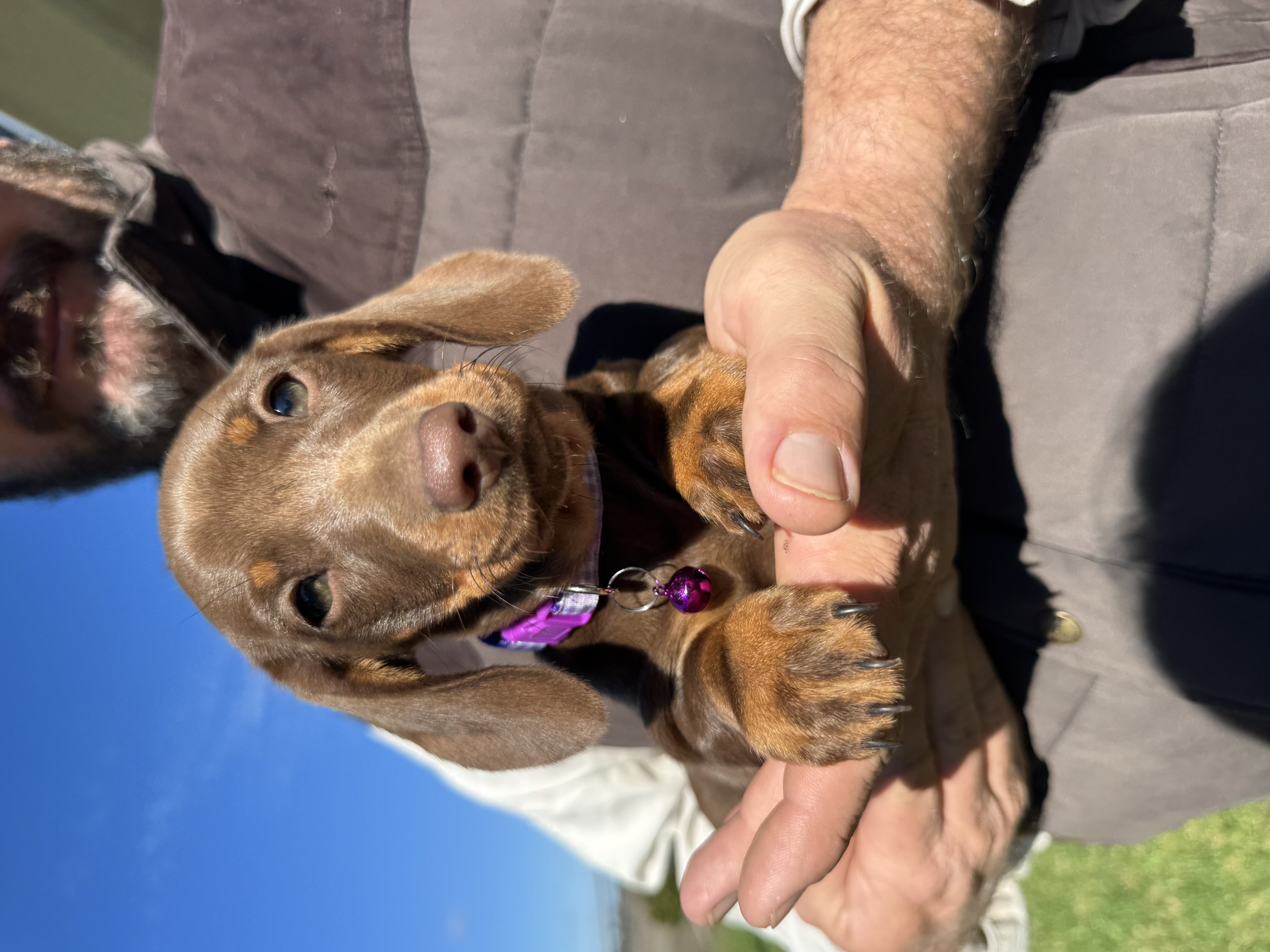 Dachshund – Kings Siding