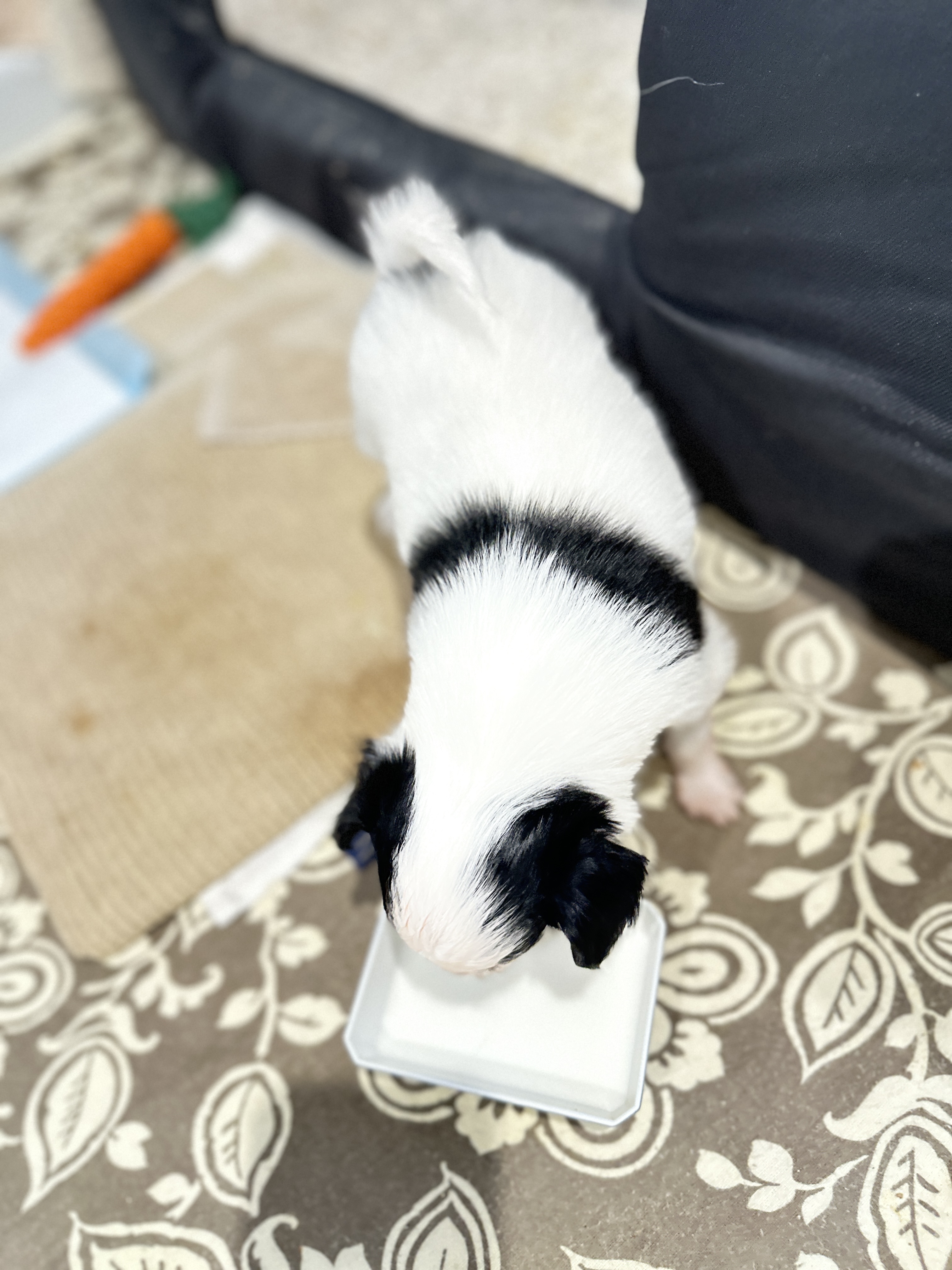 Papillon – Elena Smirnova