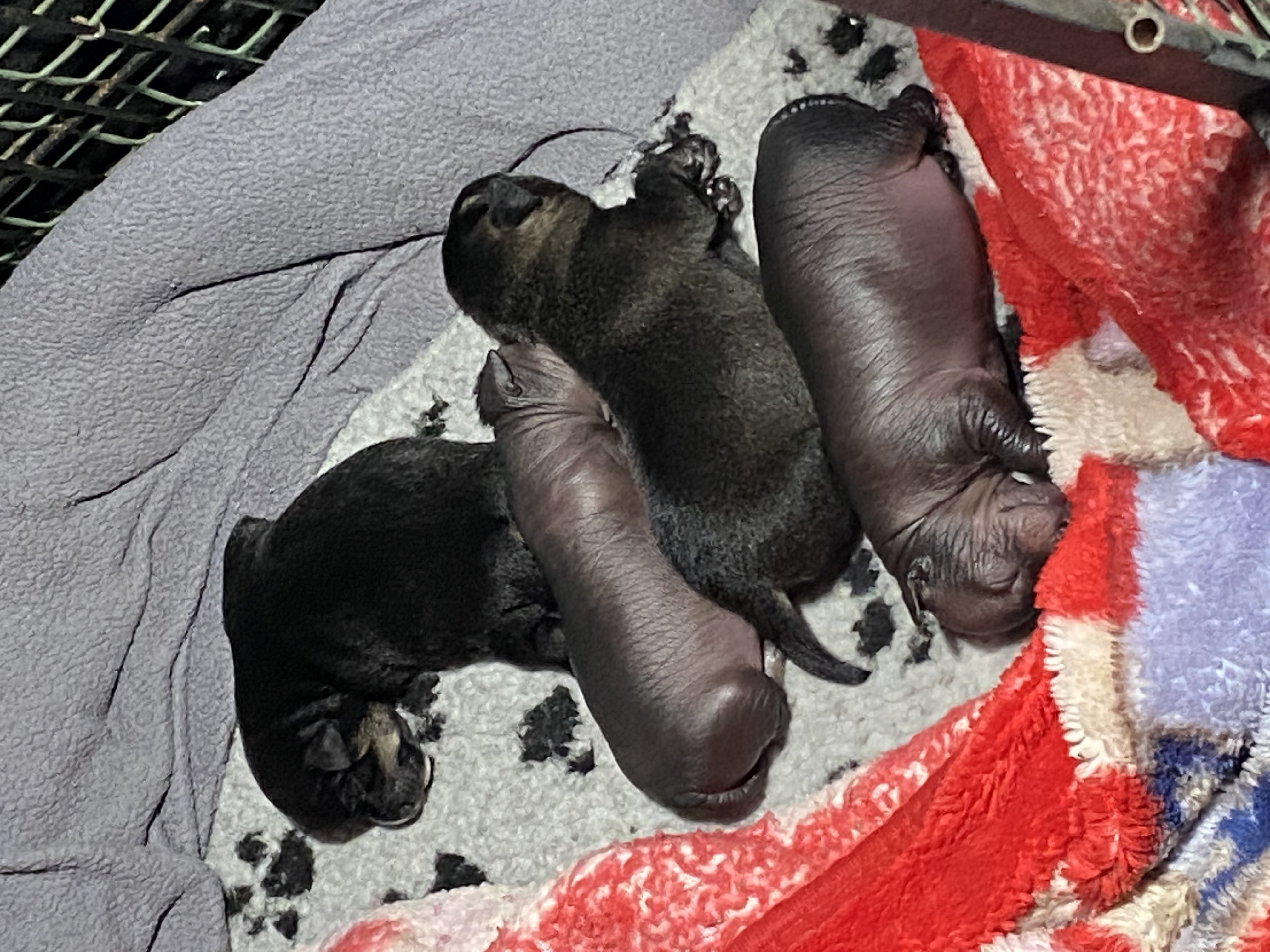 Xoloitzcuintle – Brunkerville