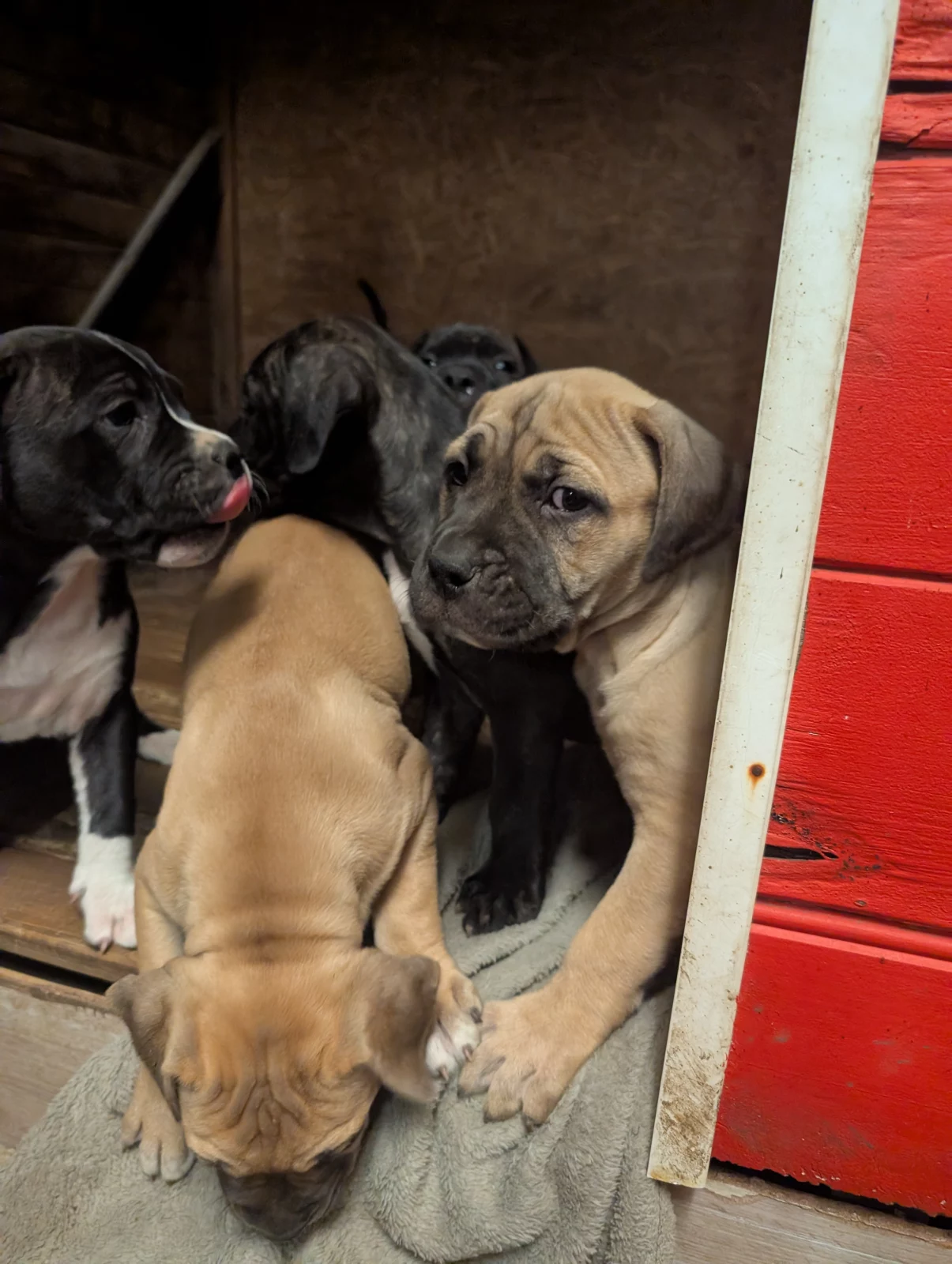 Bullmastiff - Stratton