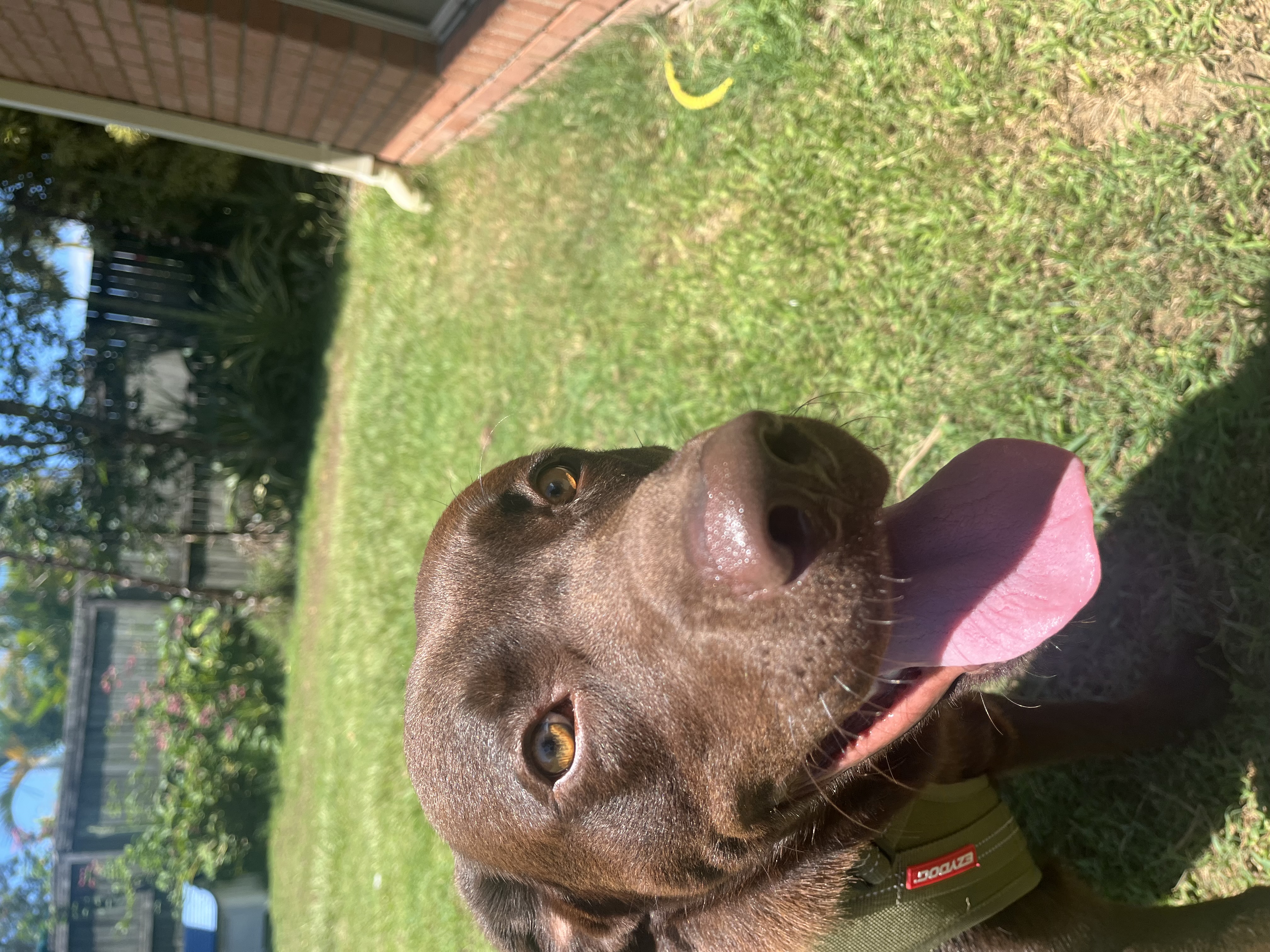 Labrador Retriever – Deception Bay