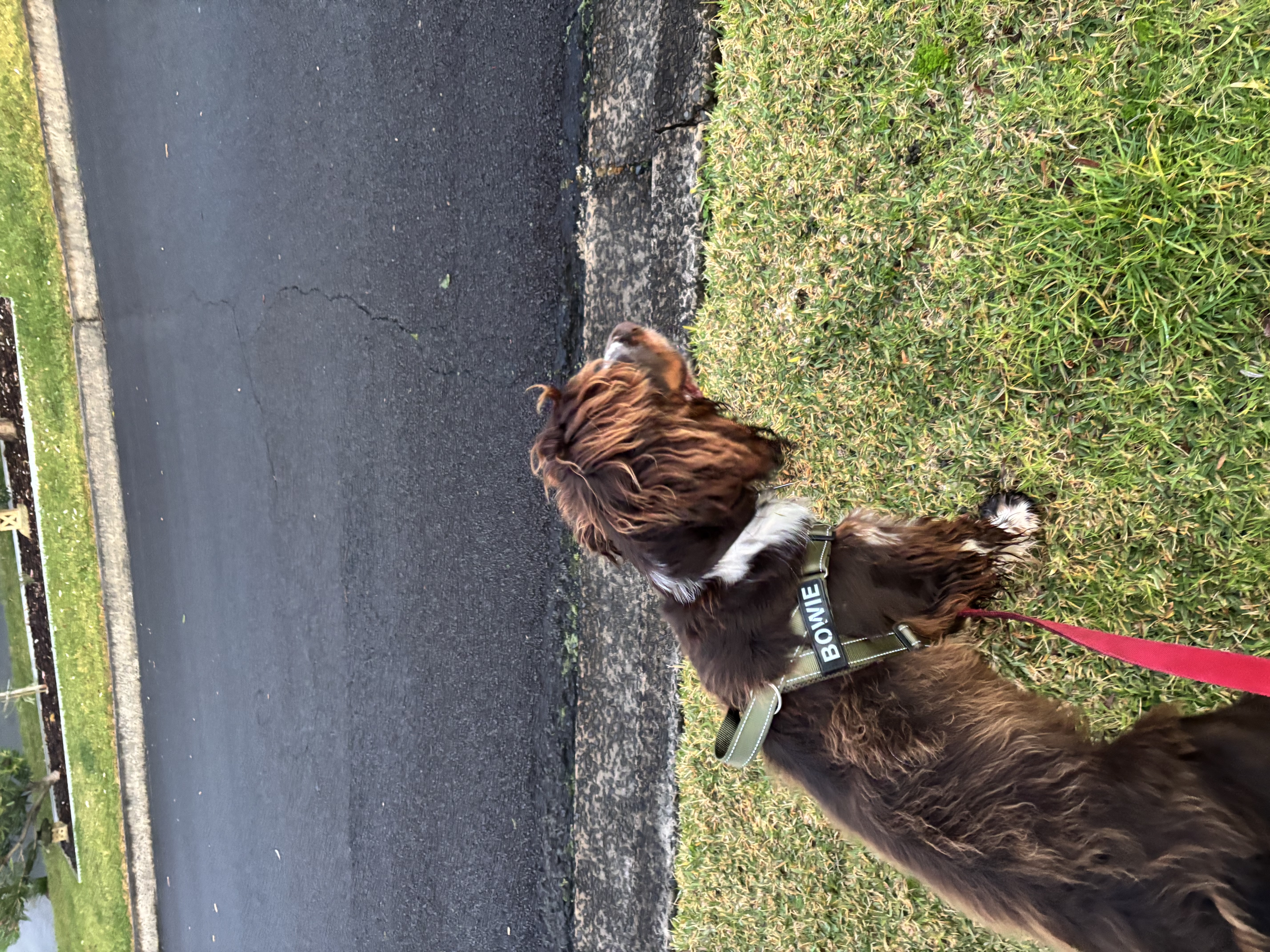 English Springer Spaniel – Thirroul