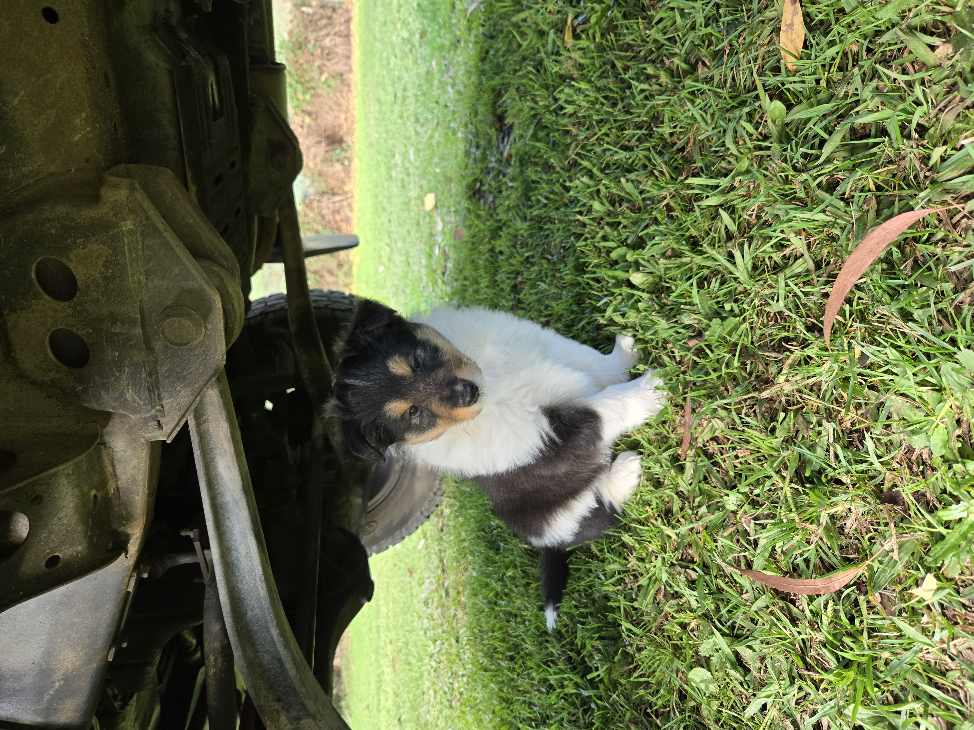 Collie (Rough) – Tooma