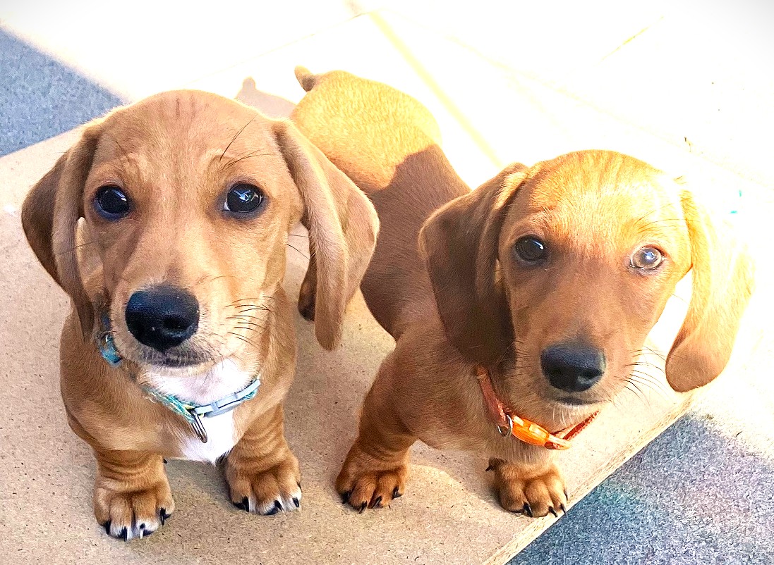 Dachshund – Surrey Hills