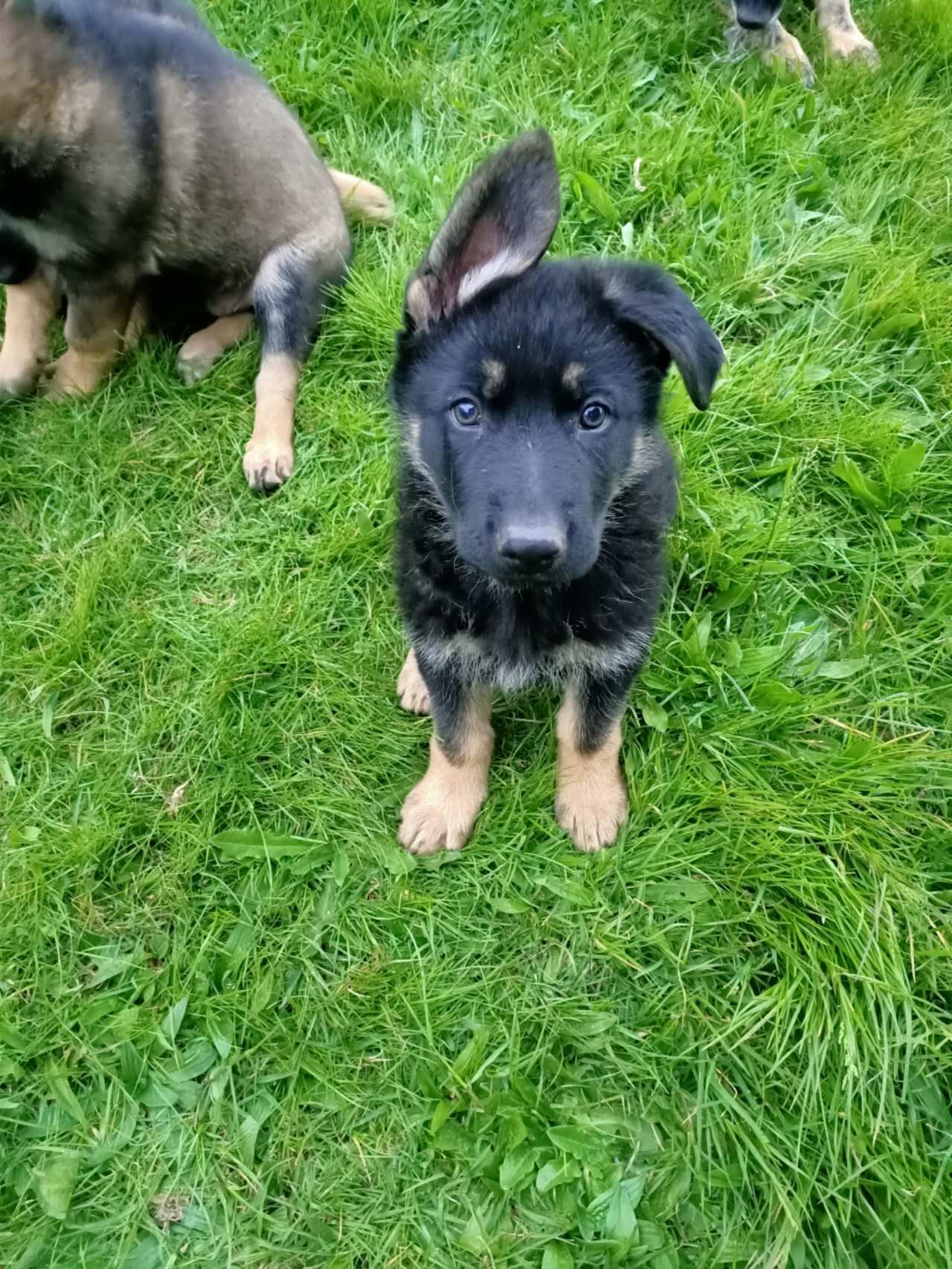 German Shepherd – Guys Hill