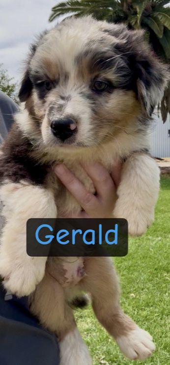 Australian Shepherd – Echuca
