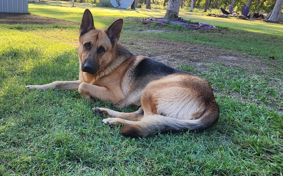 German Shepherd – Bundaberg Central