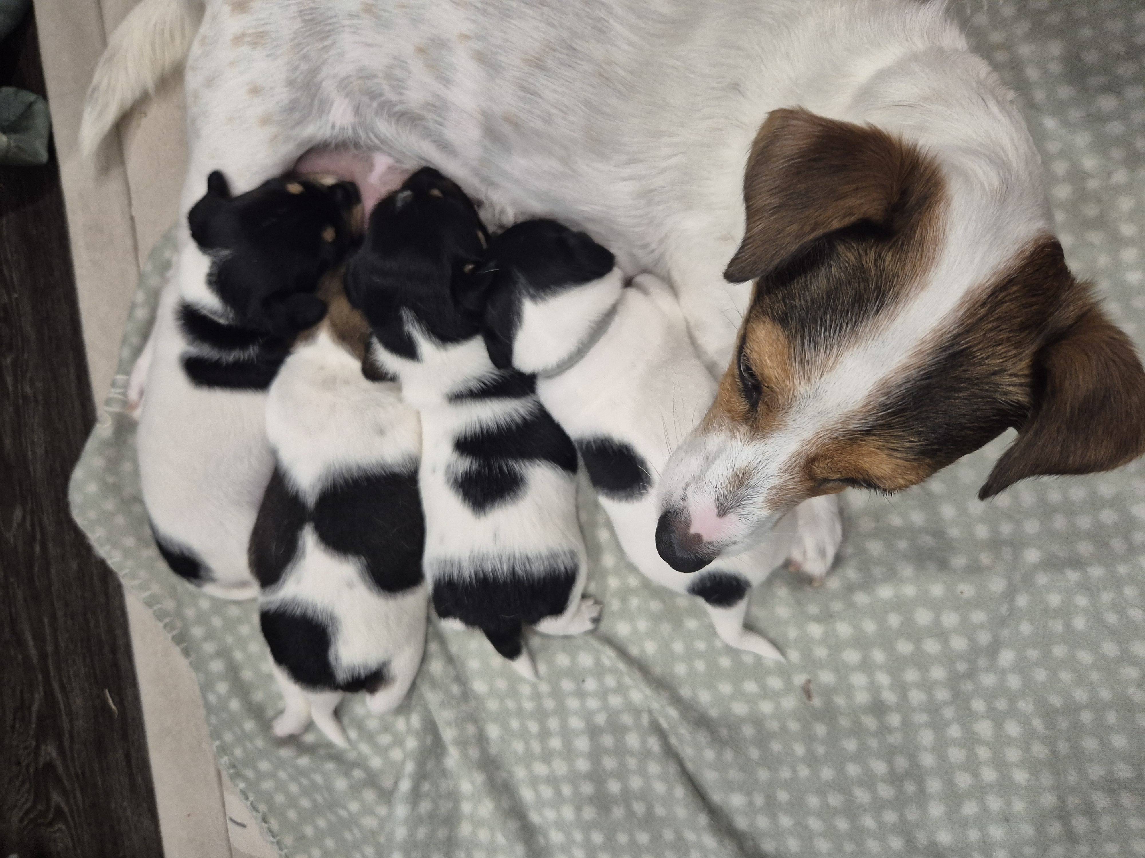 Dogs – Natasha Ball