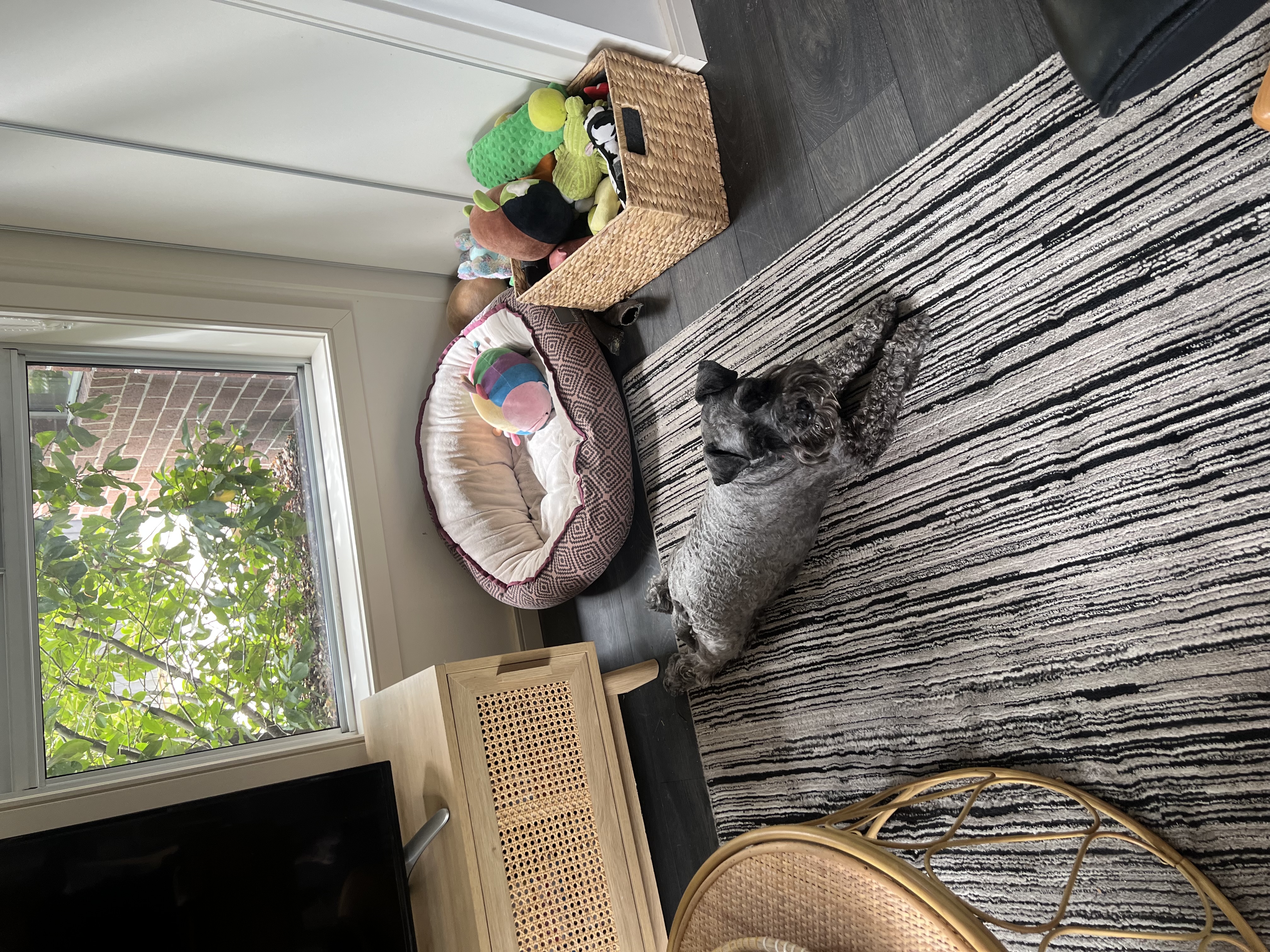 Schnauzer (Miniature) – Leongatha