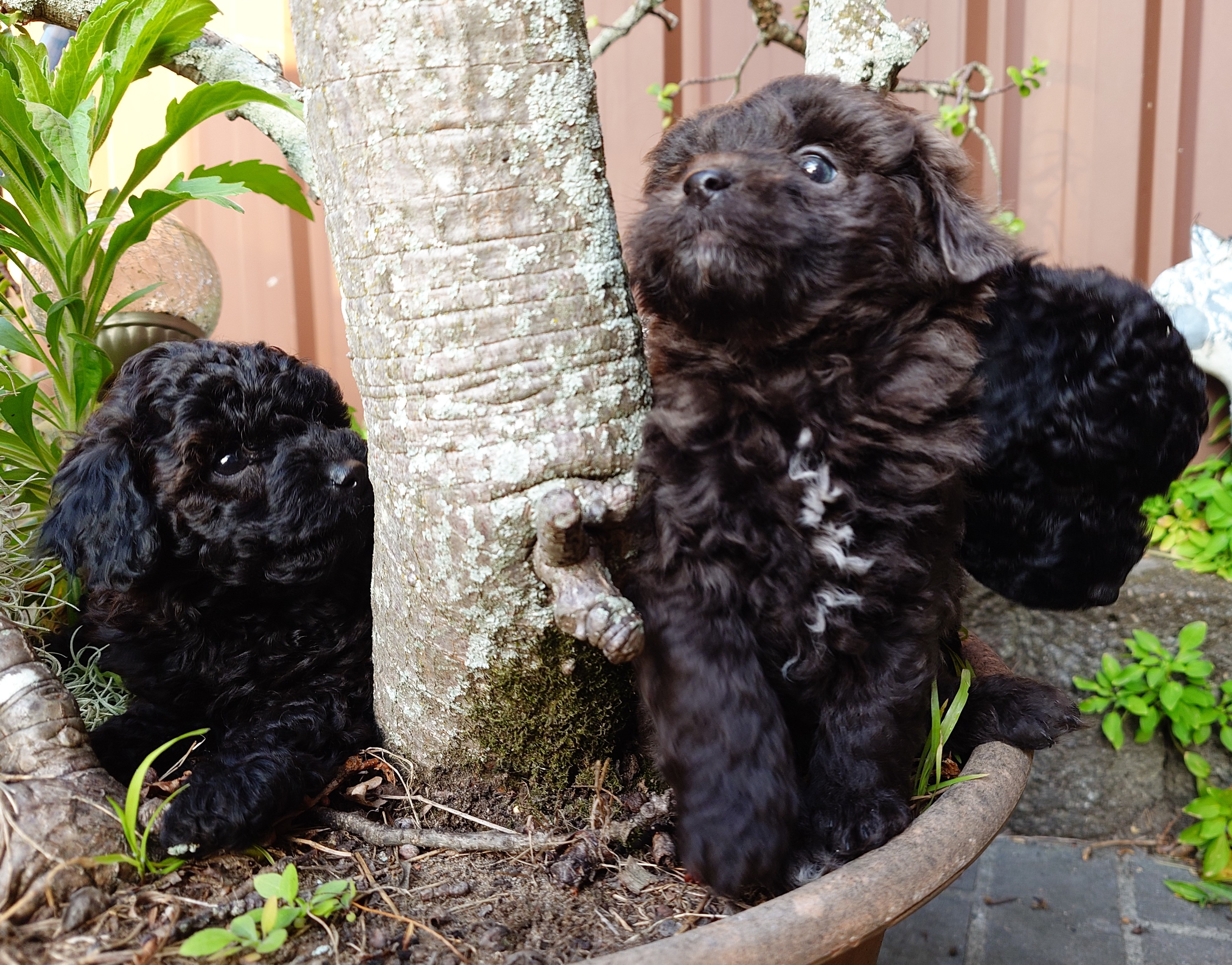 Shmoodle – Connells Point