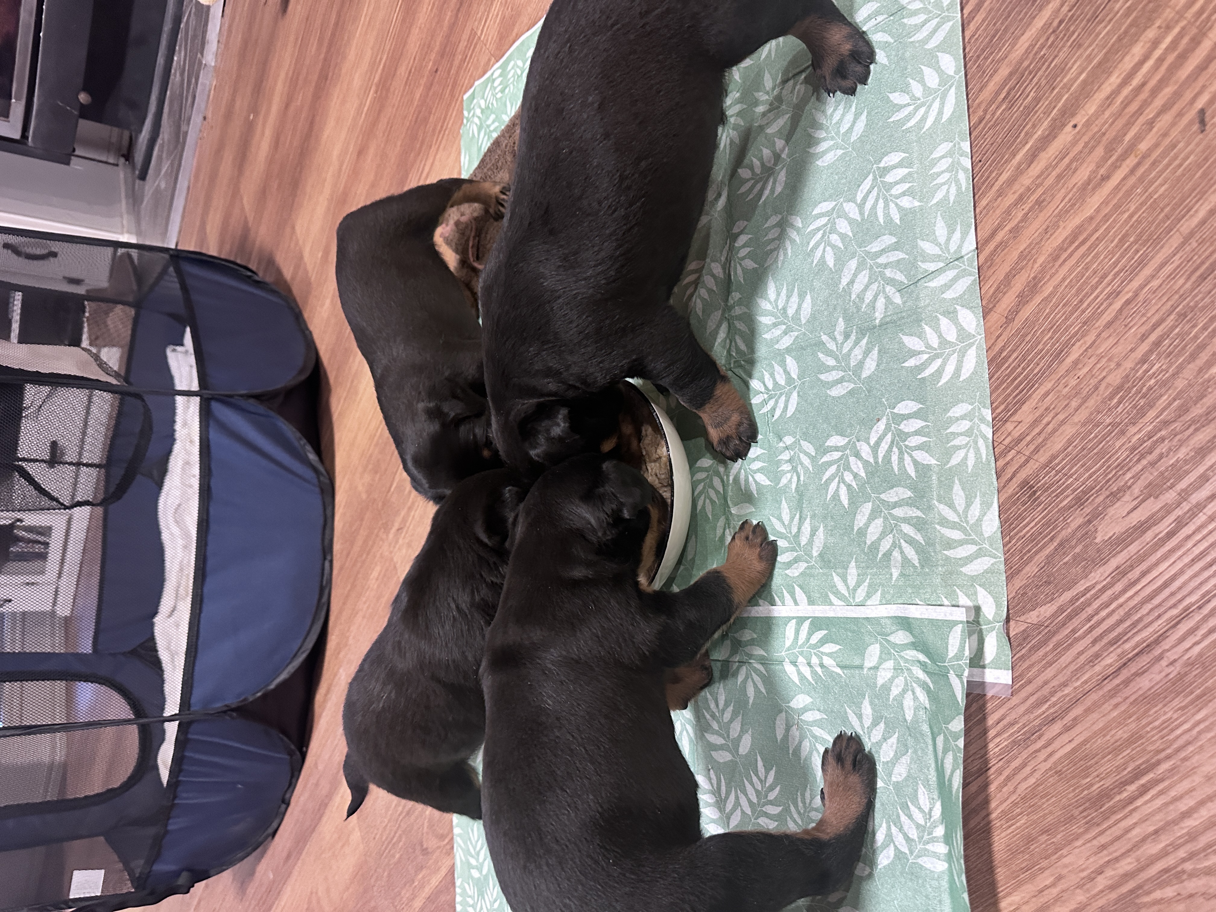 Rottweiler – Axedale