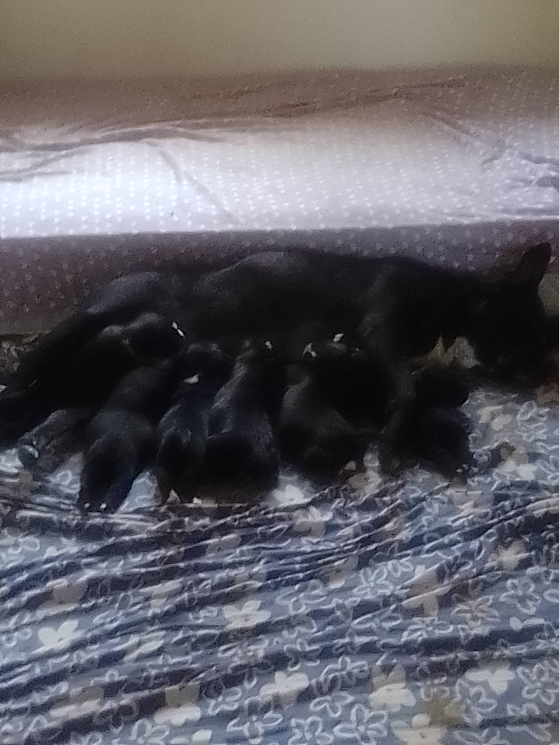 Dogs Blackett PetsForHomes