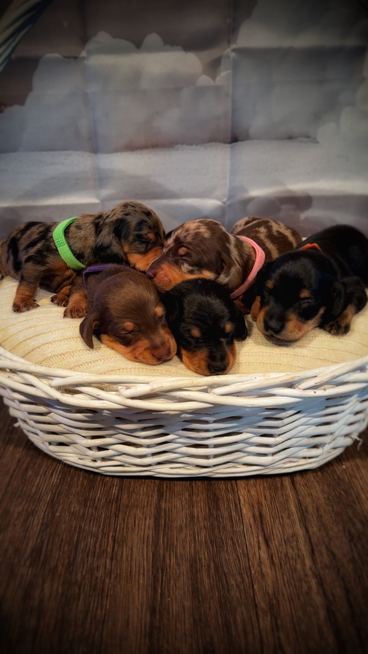 Miniature Dachshund – Newport