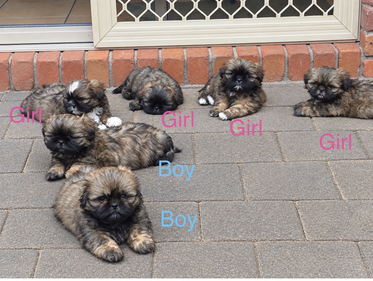 Shih Tzu – Westlake