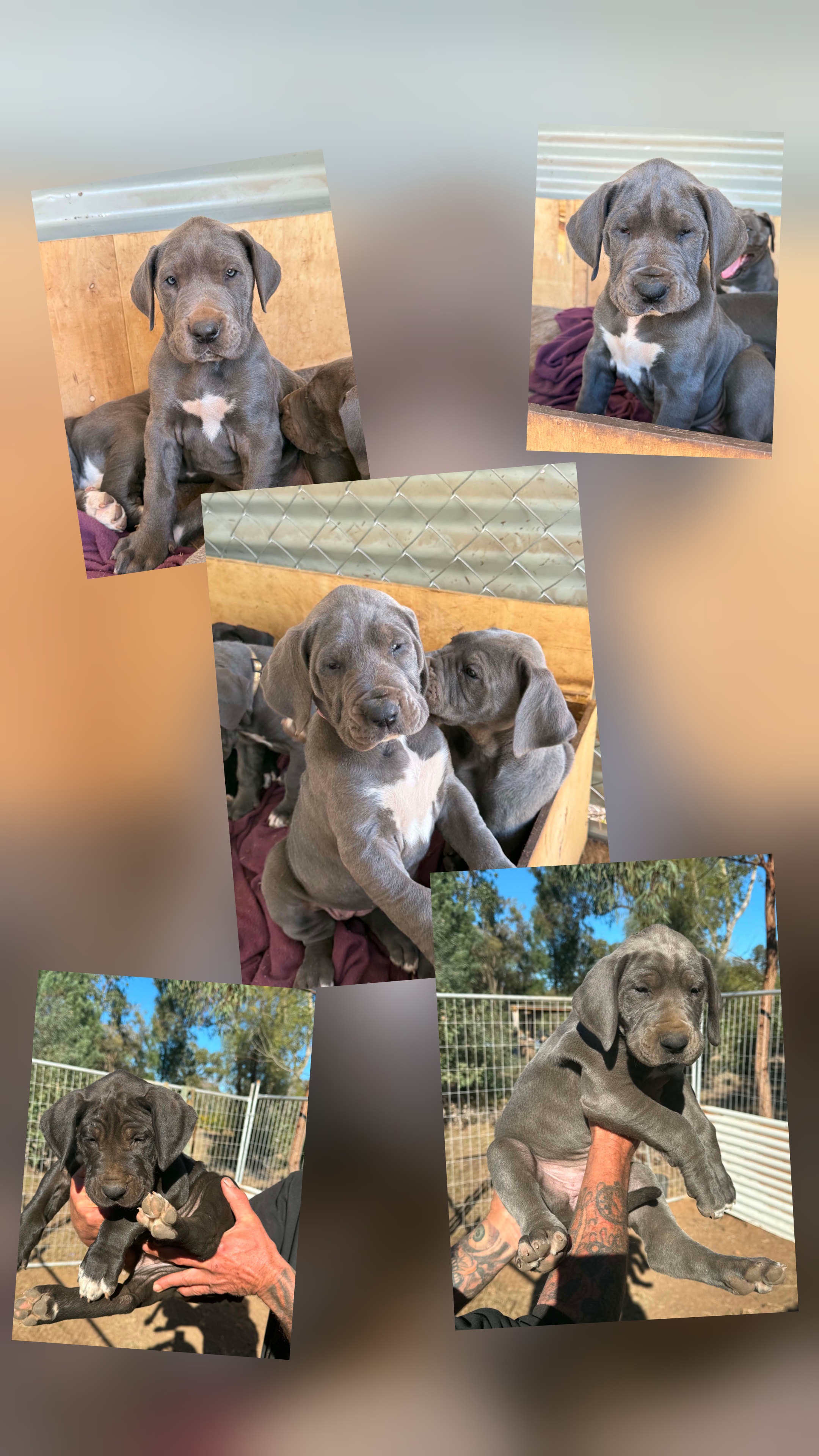 Great Dane – Tara