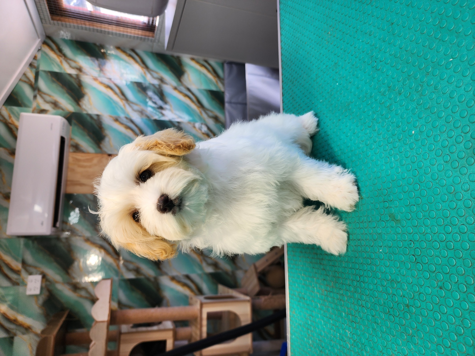 Cavoodle – Queanbeyan West
