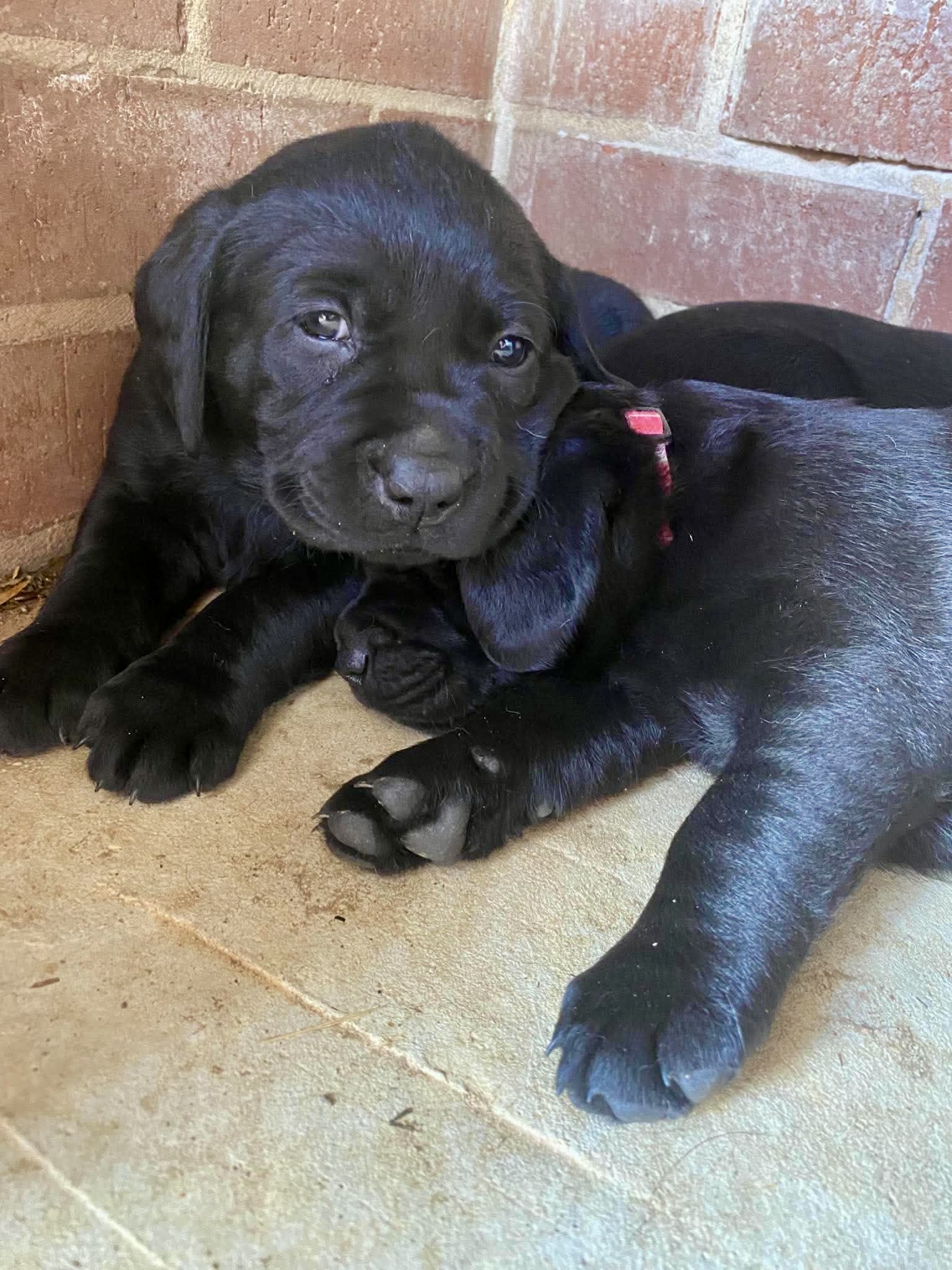 Labrador Retriever – Talgarno