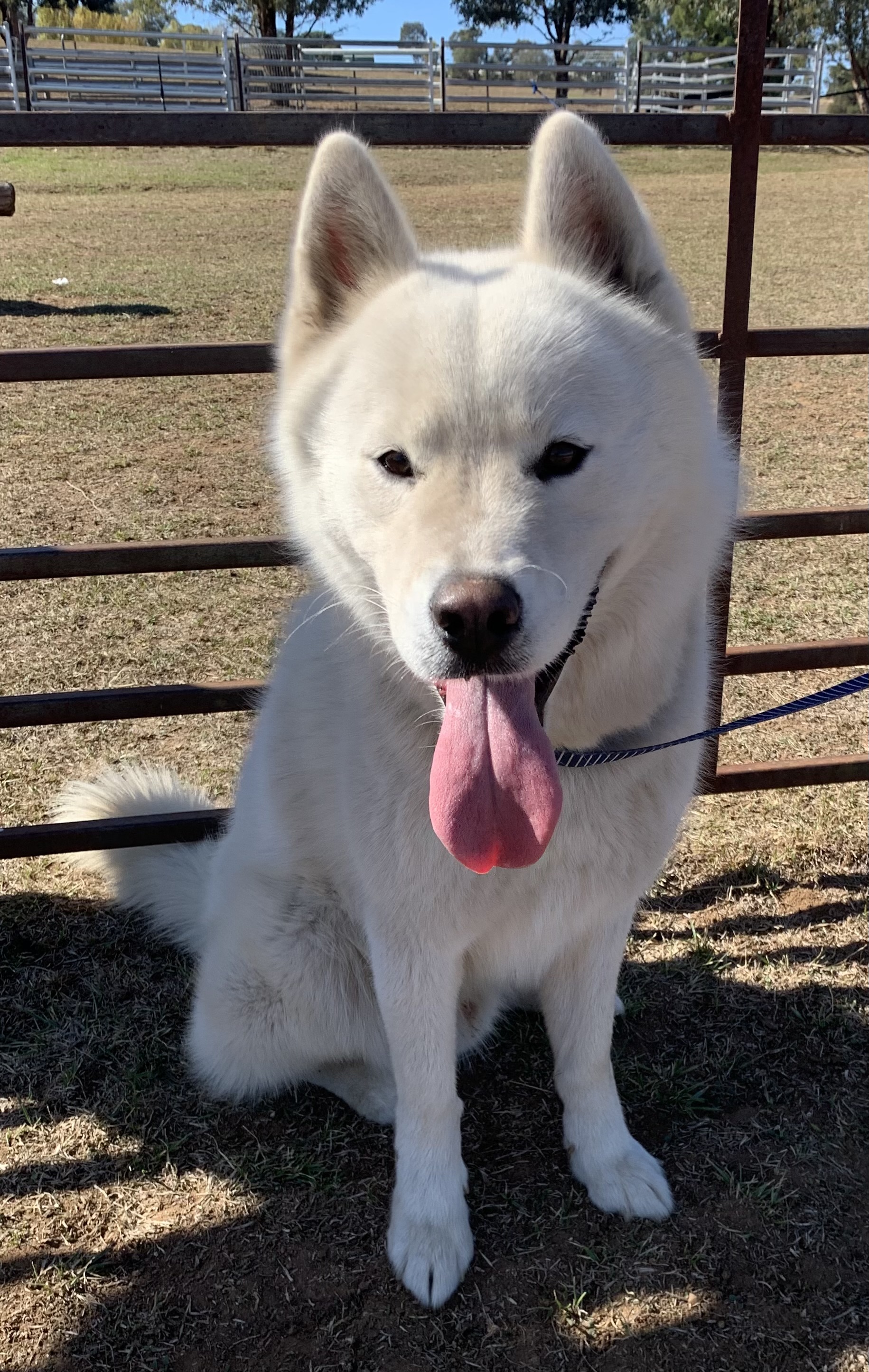 Husky – Cowra