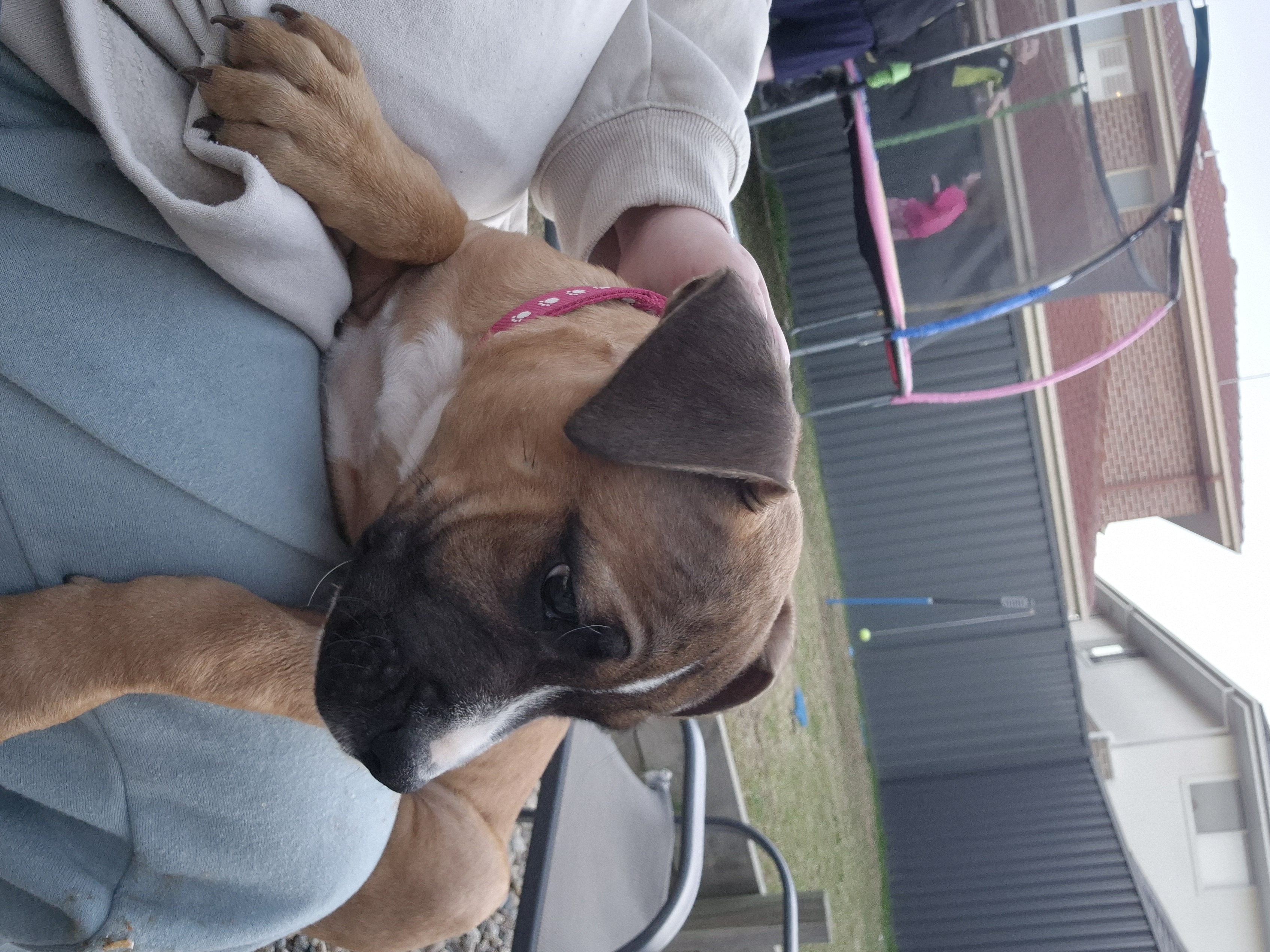 American Staffordshire Bull Terrier – Leppington