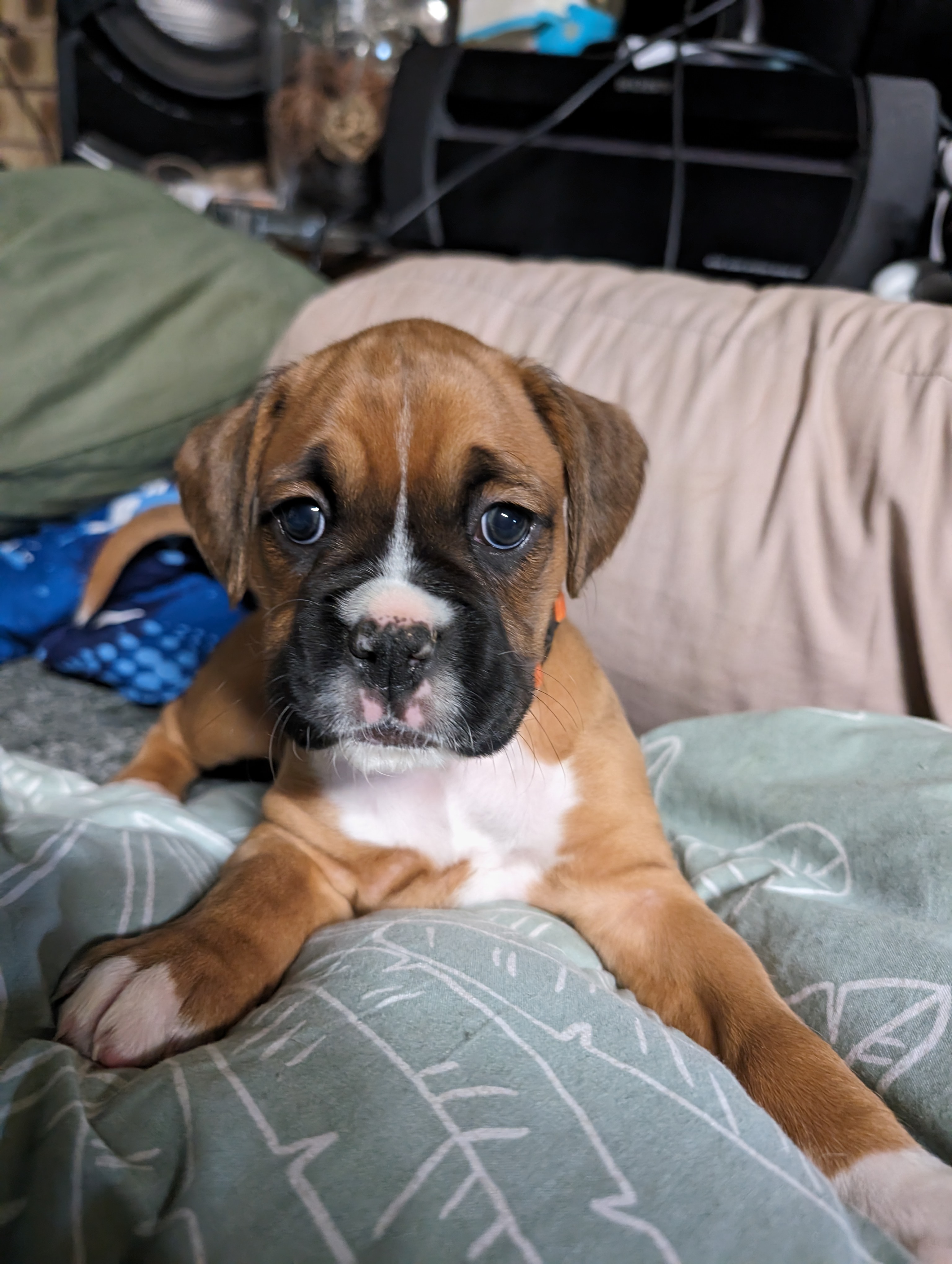 Boxer - Willow Vale