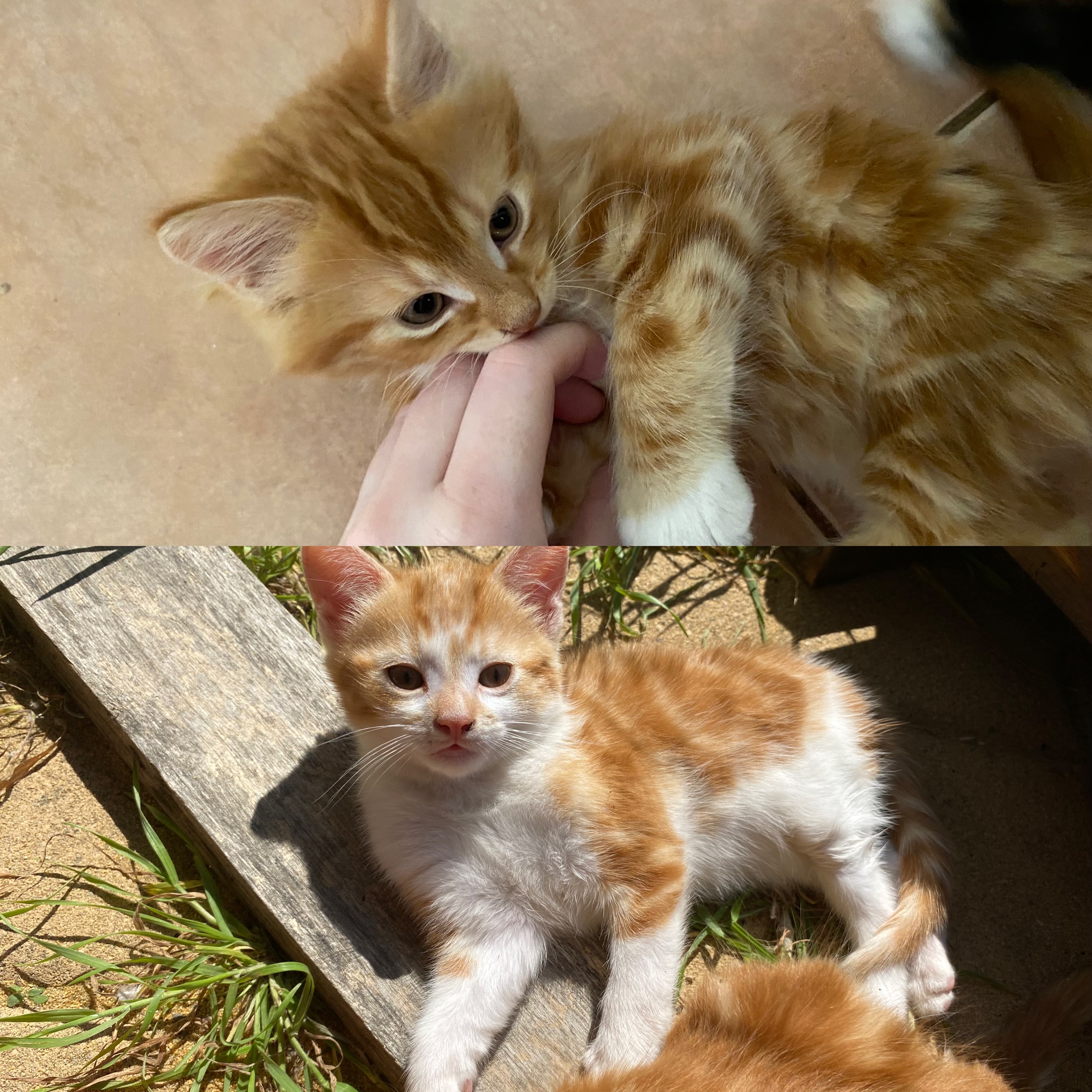 Selling 2 Kittens - Ginger Boys / Urgent Home
