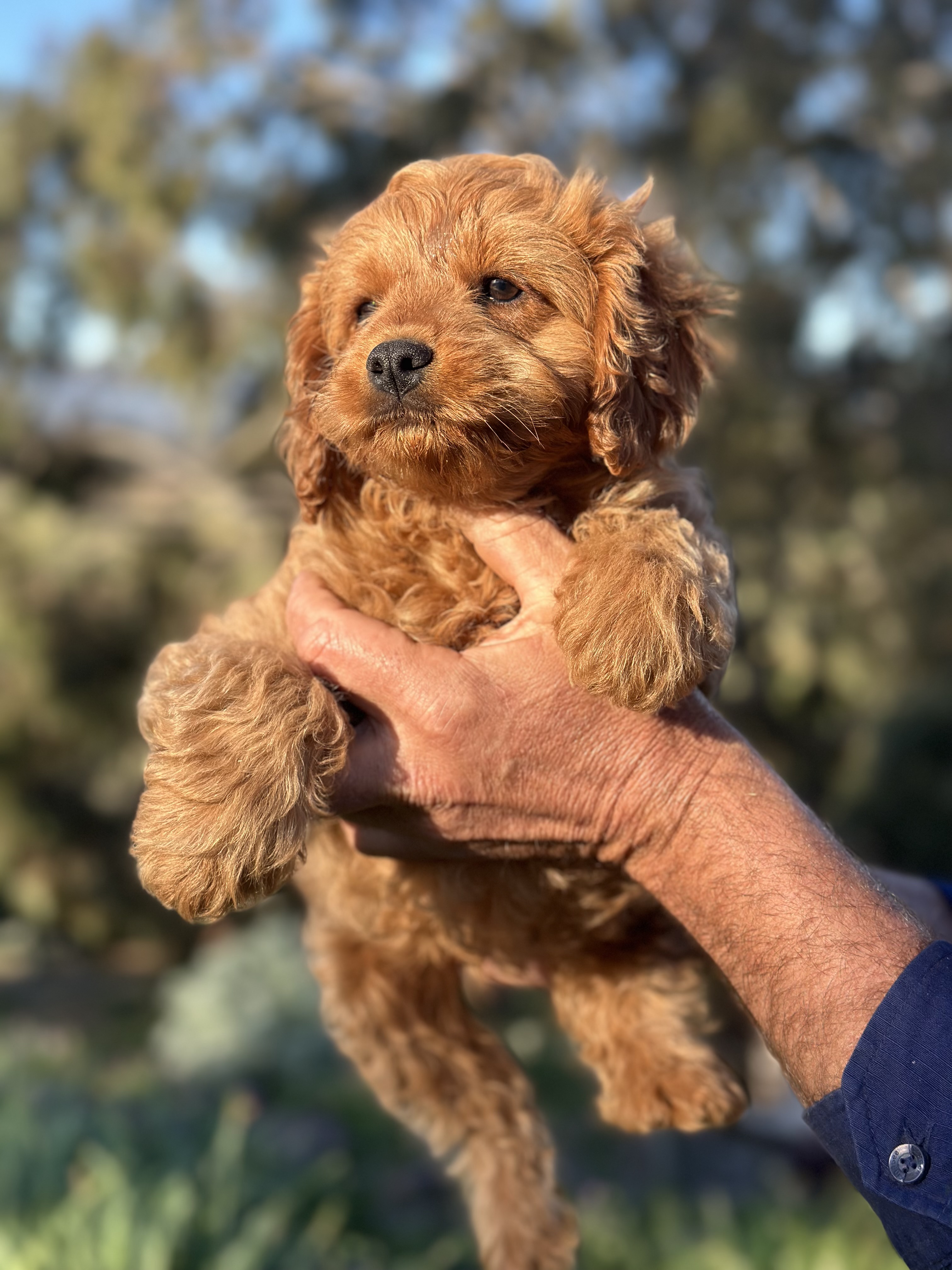 Mini Cavoodle – Oodle Lodge