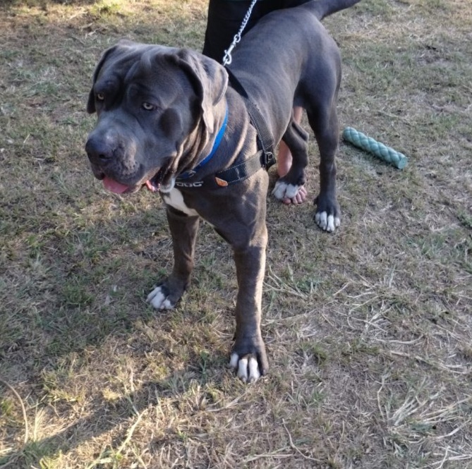 Neapolitan Mastiff – Ipswich