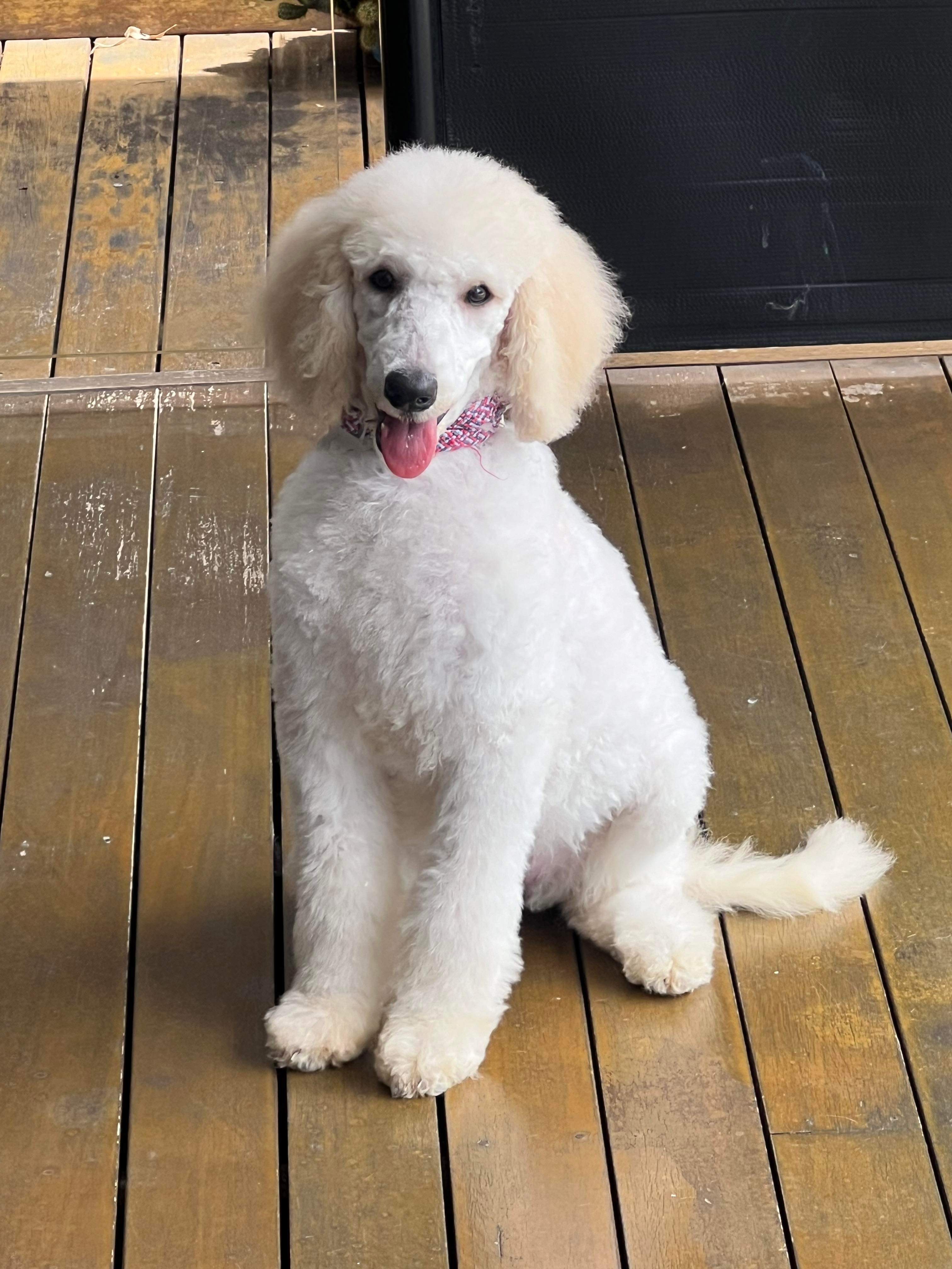 Poodle Standard – Oxenford