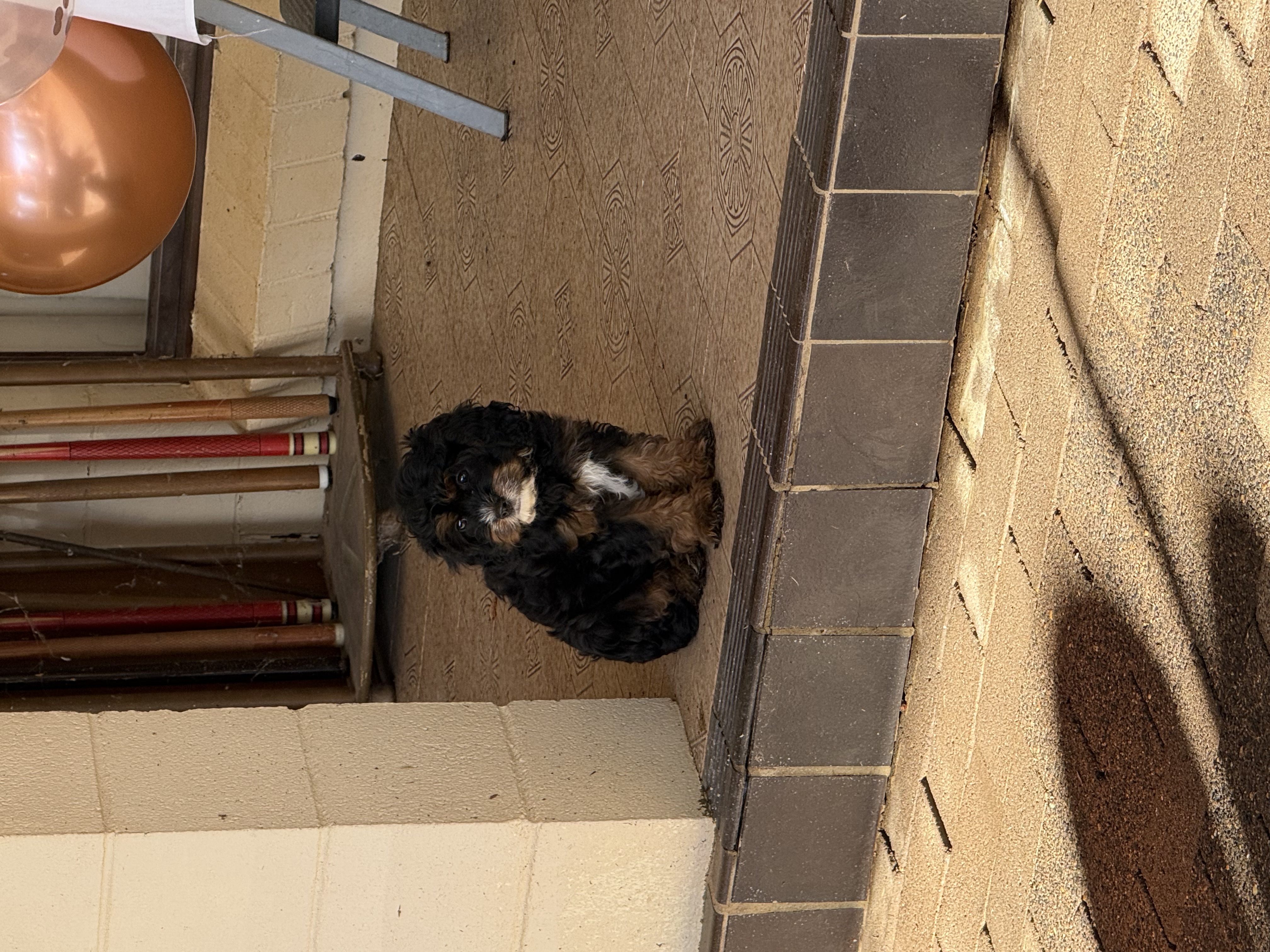 Cavoodle – Dubbo