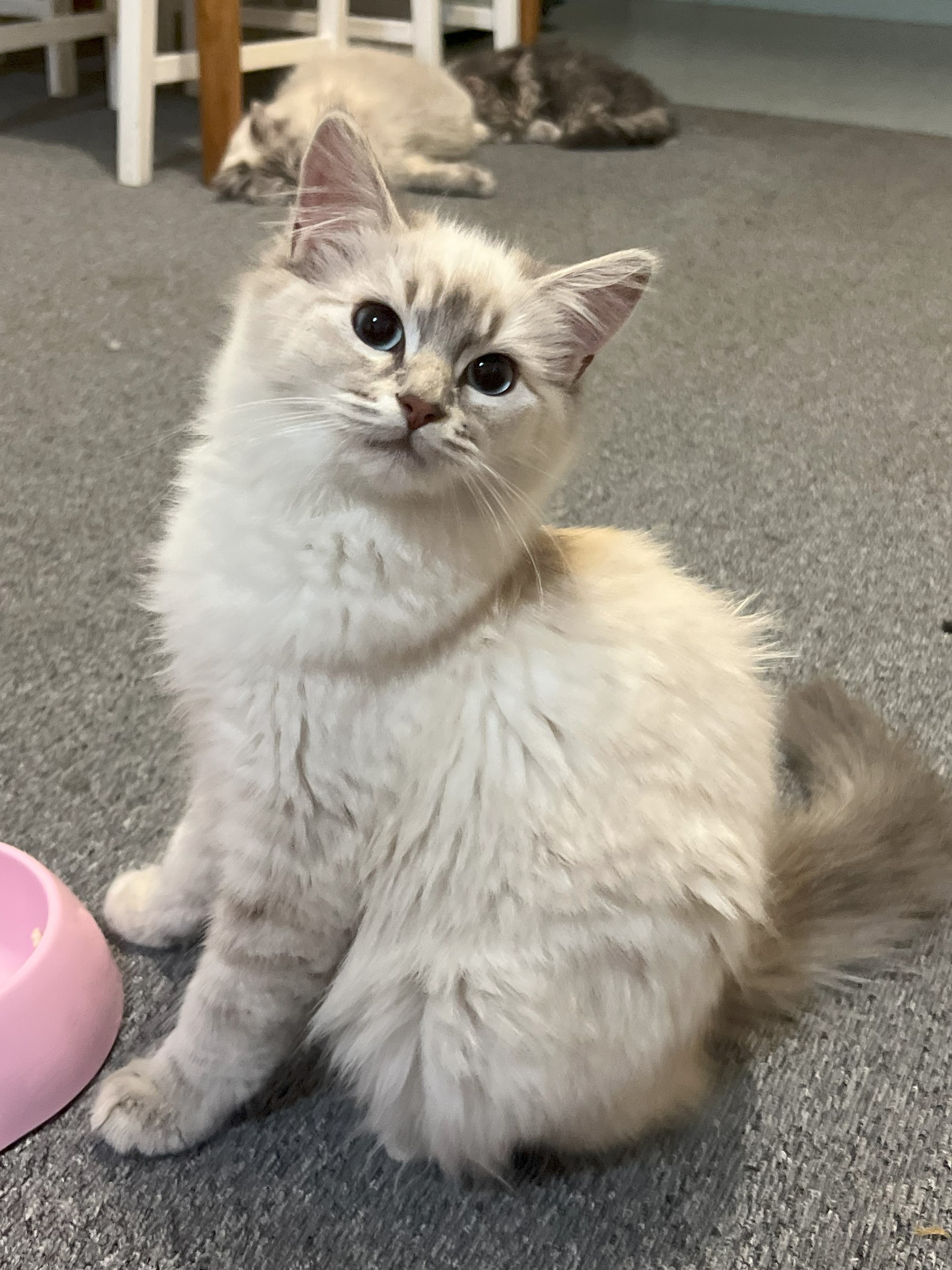 Ragdoll – Brunswick West