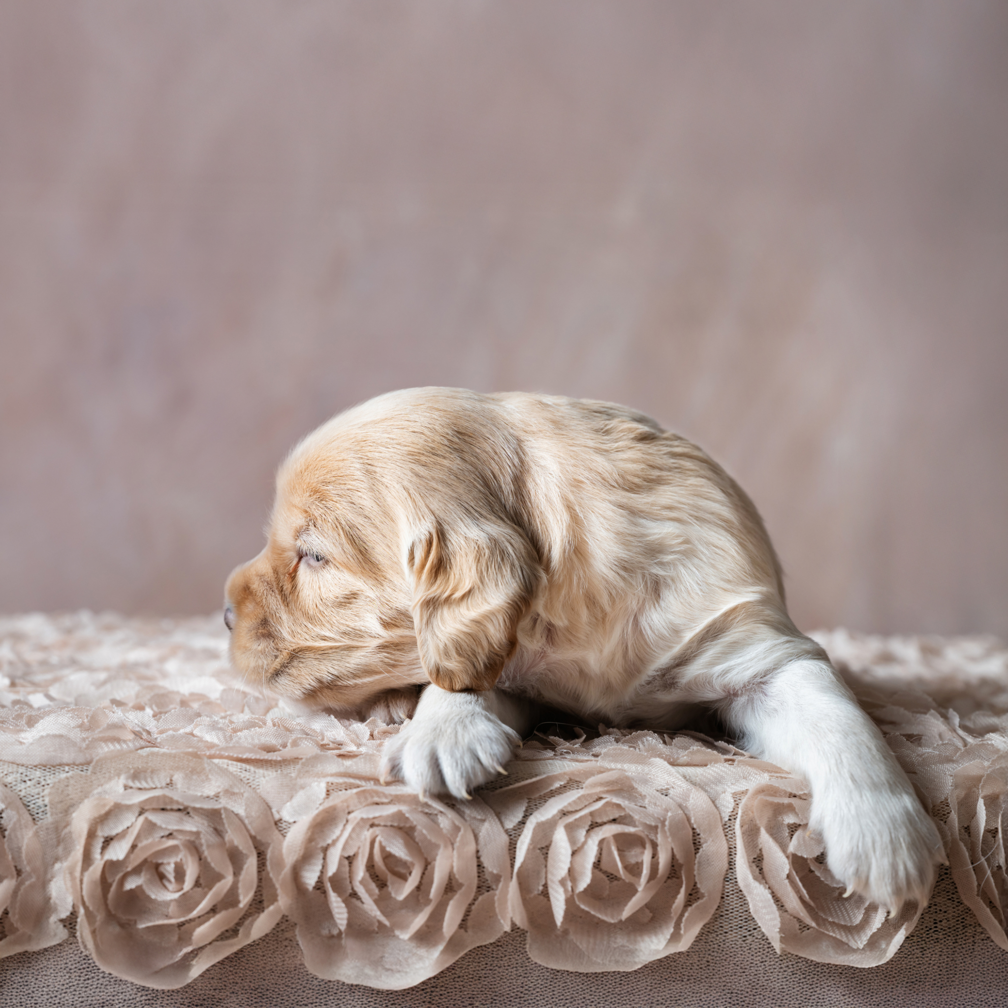 Spoodle – Springfield Lakes