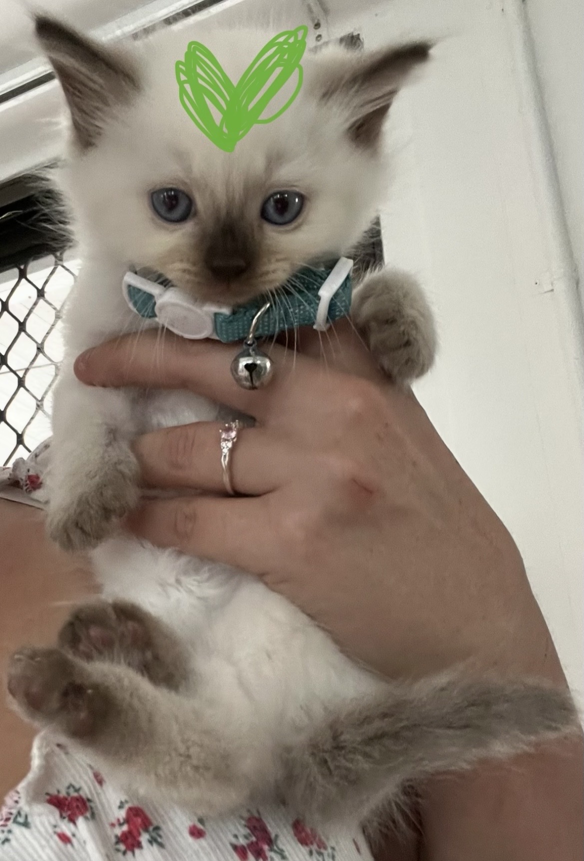 Ragdoll – Banksia Beach