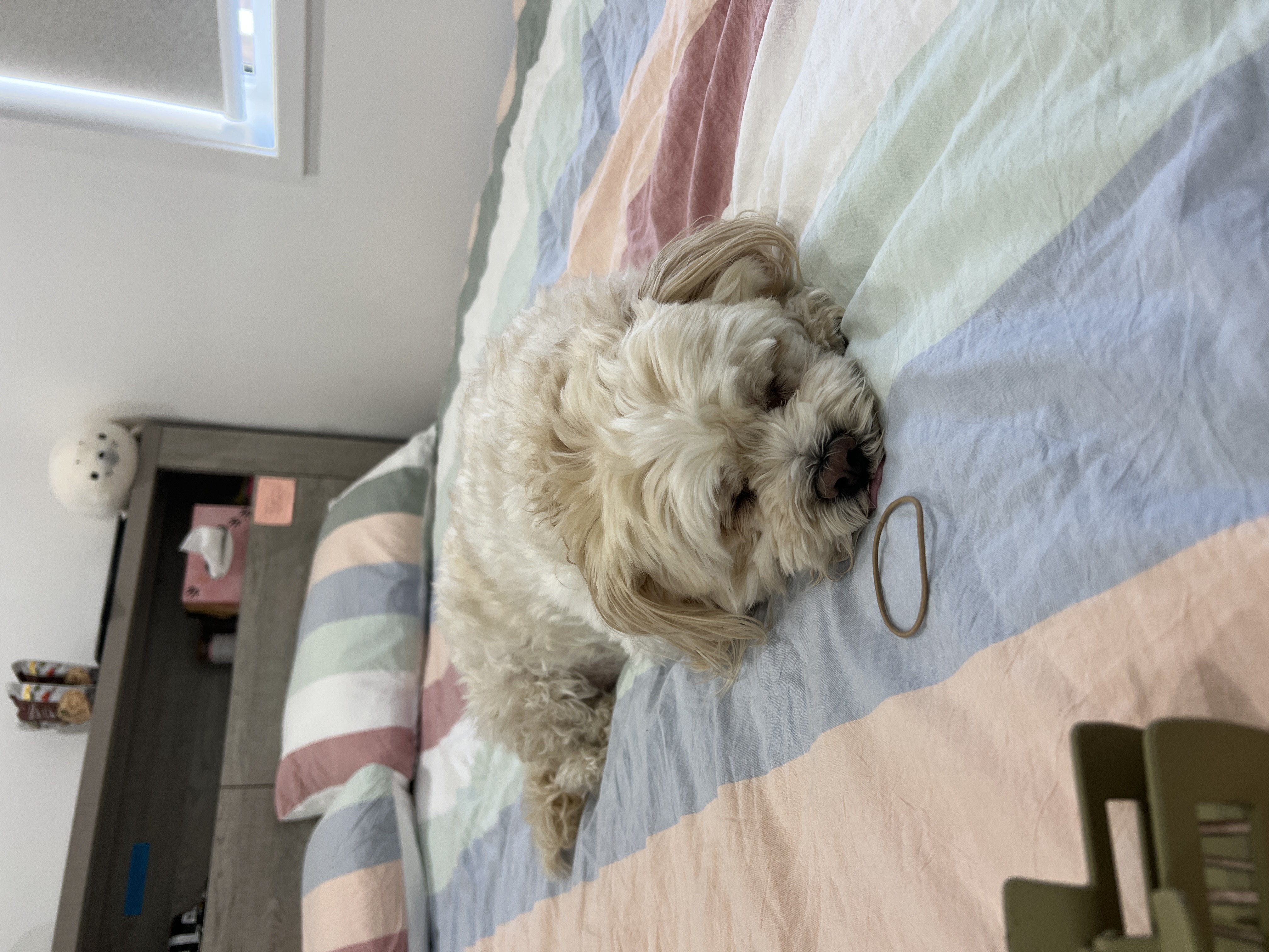 Maltese Shih Tzu – Liverpool
