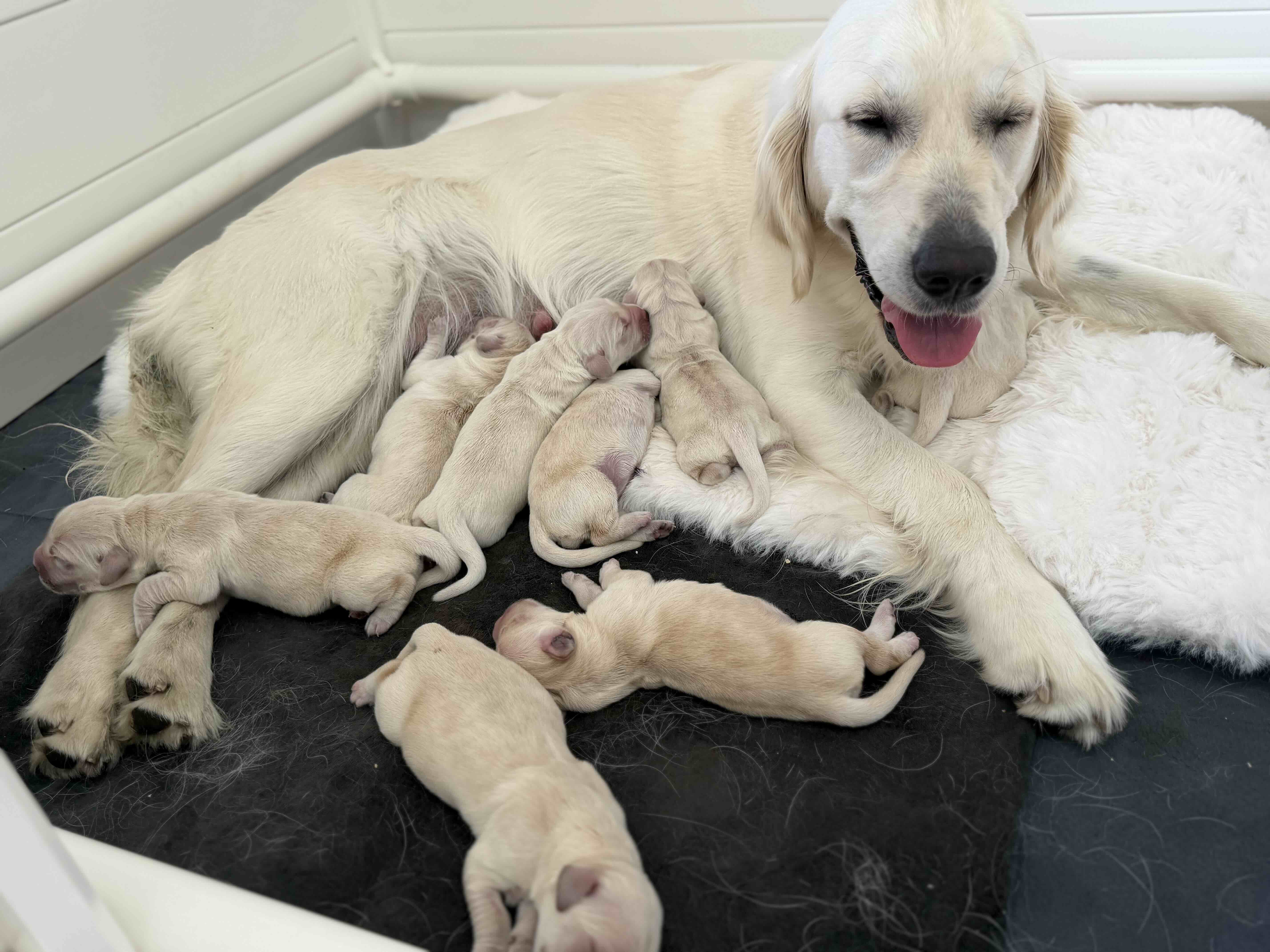Golden Retriever – Manly