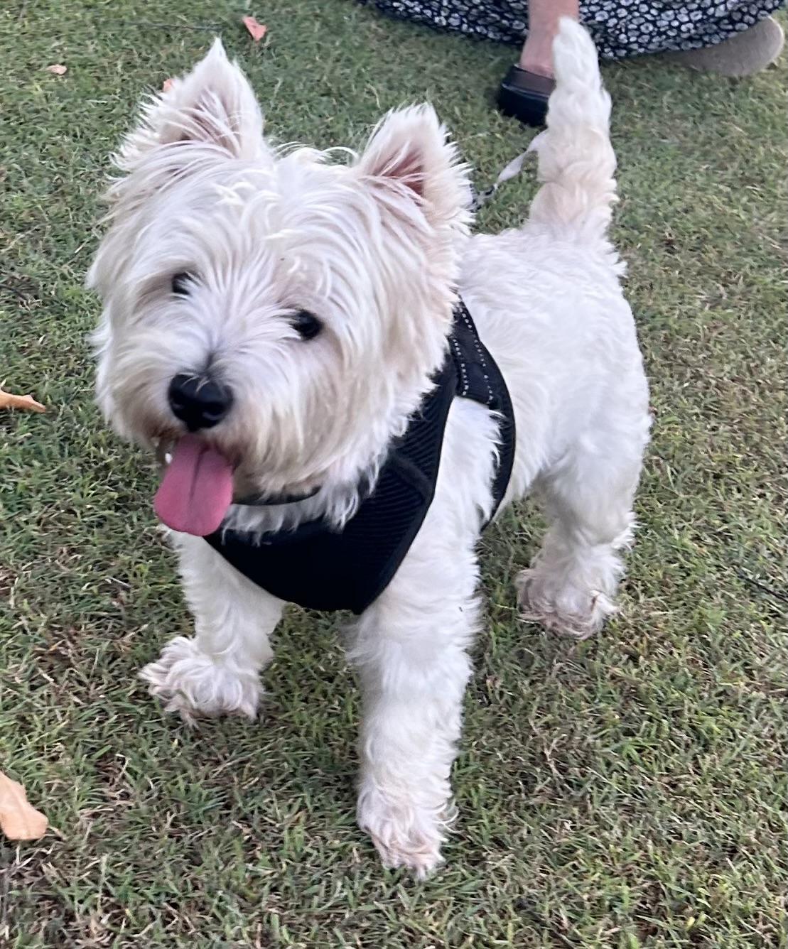 West Highland Terrier – Sunshine Coast