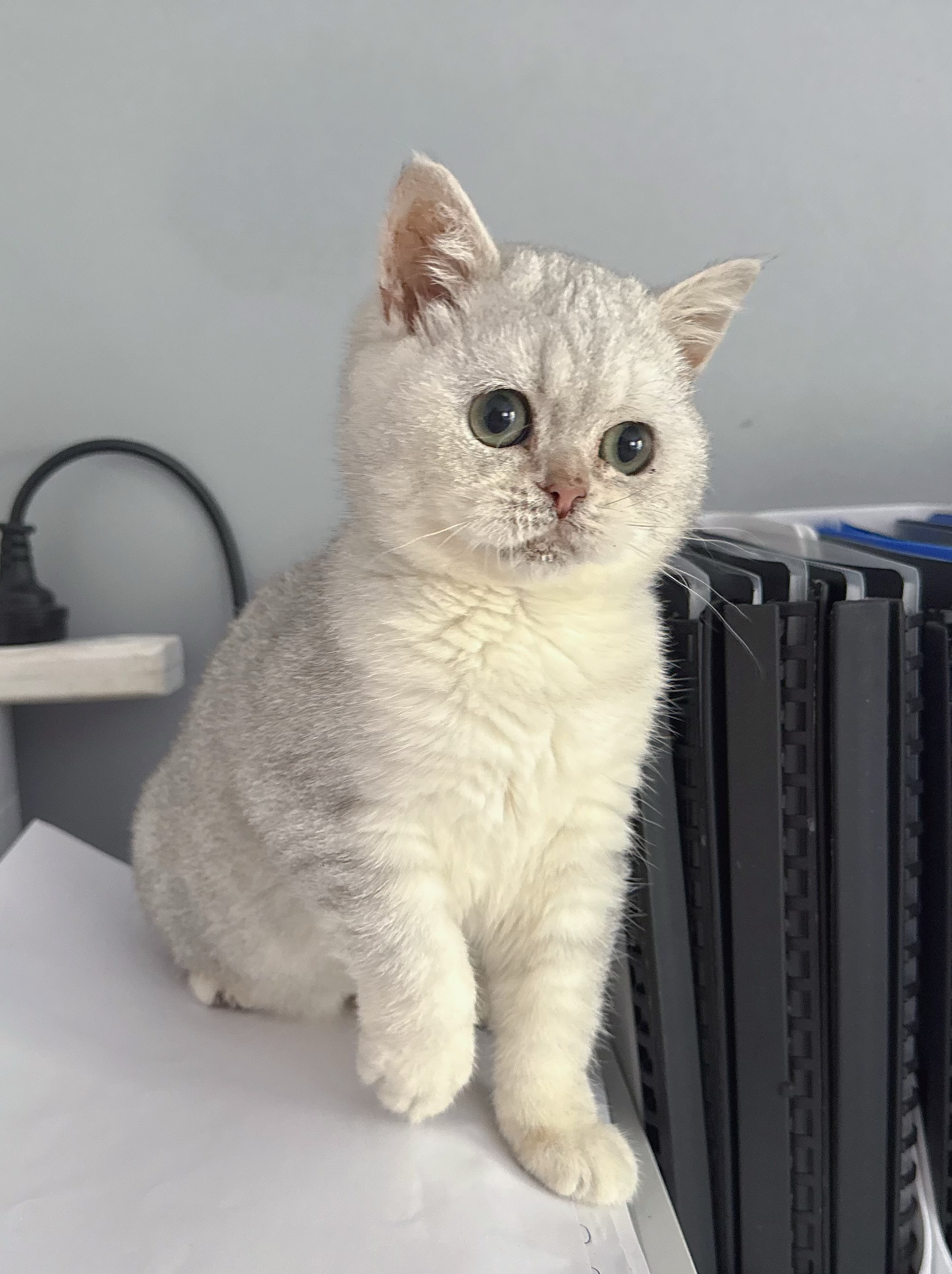 British Shorthair – Mill Park