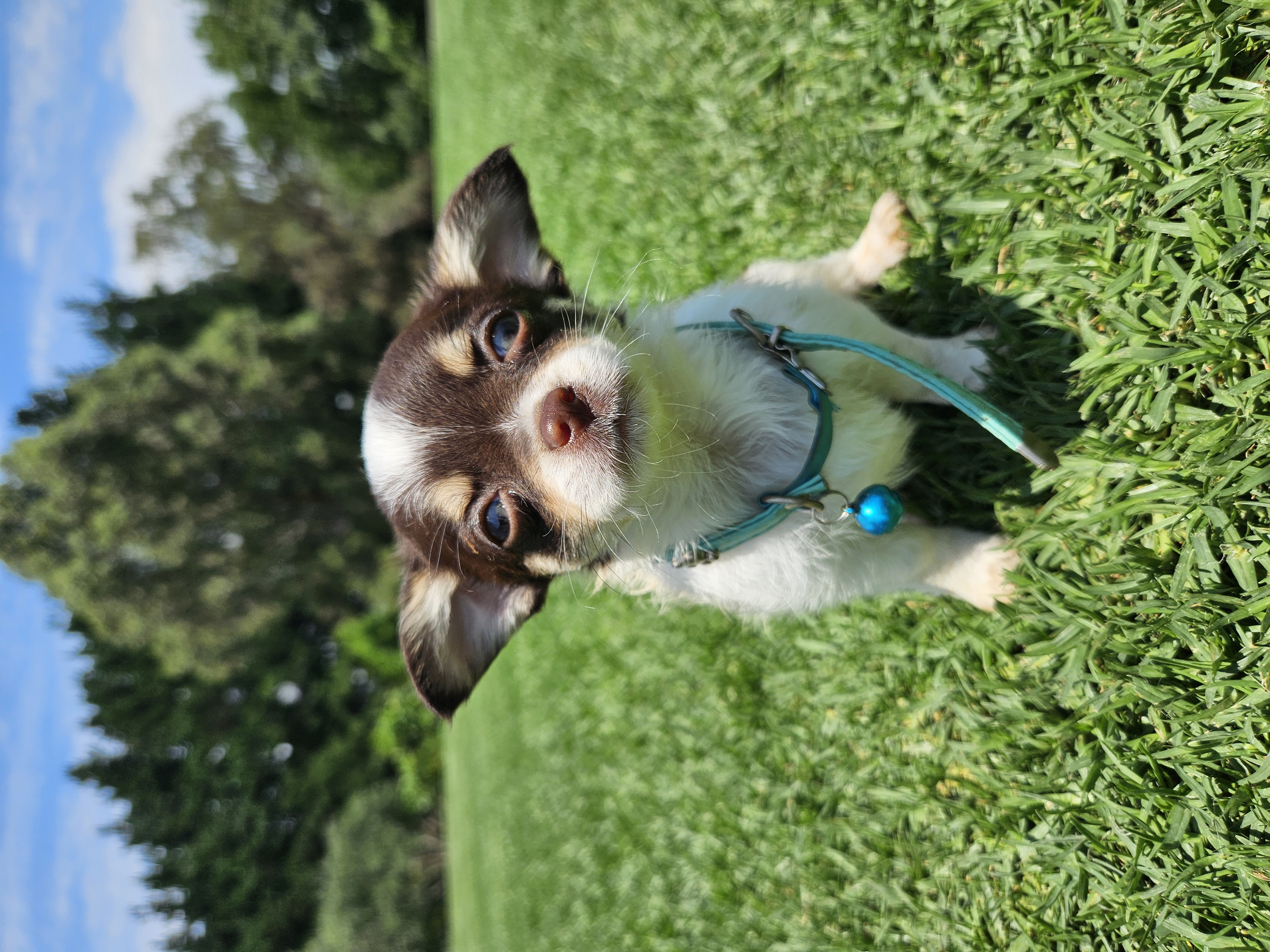 Chihuahua - Drouin