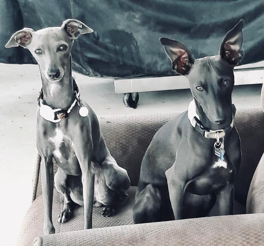 Italian Greyhound – Karina