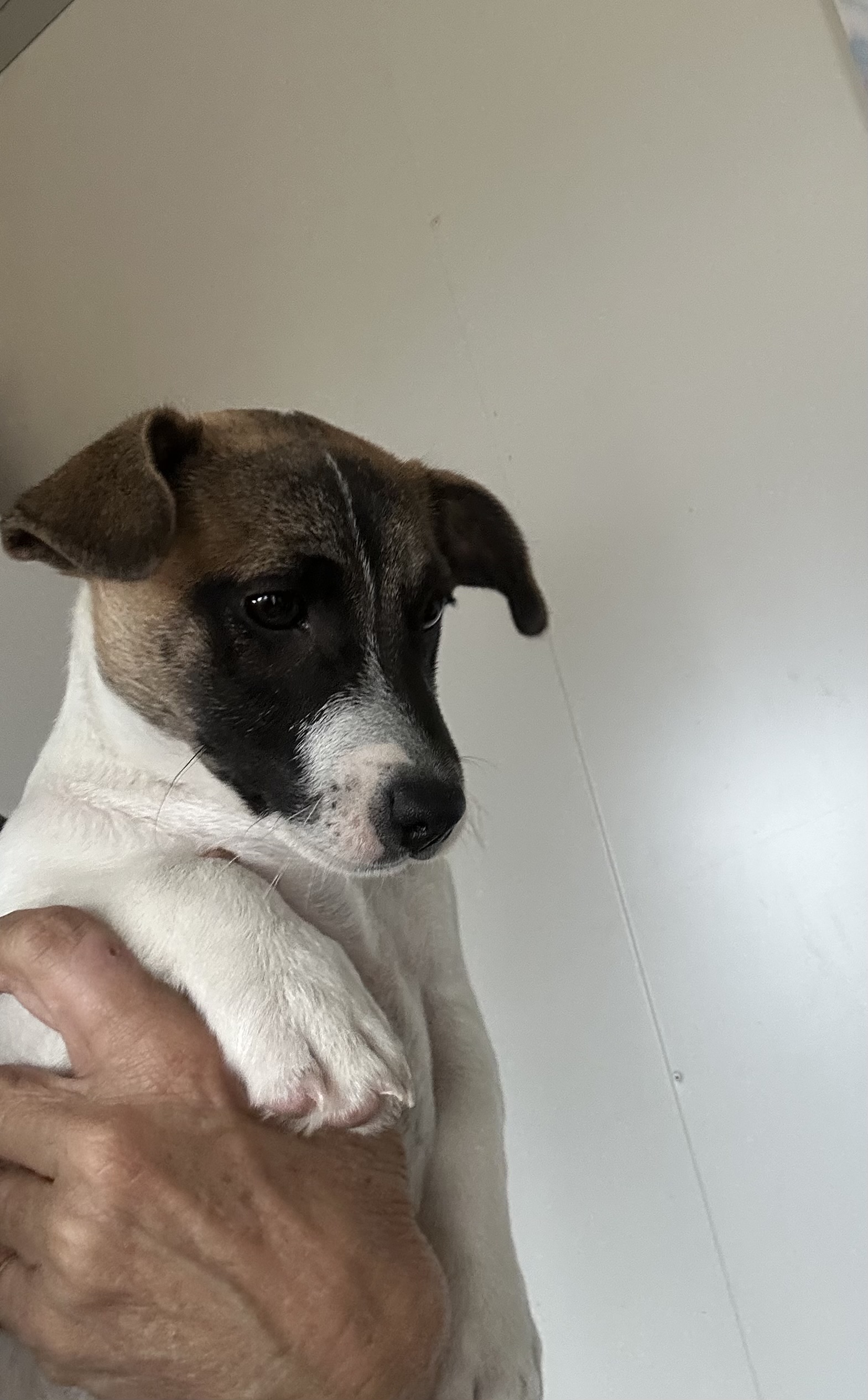 Dogs – Gatton