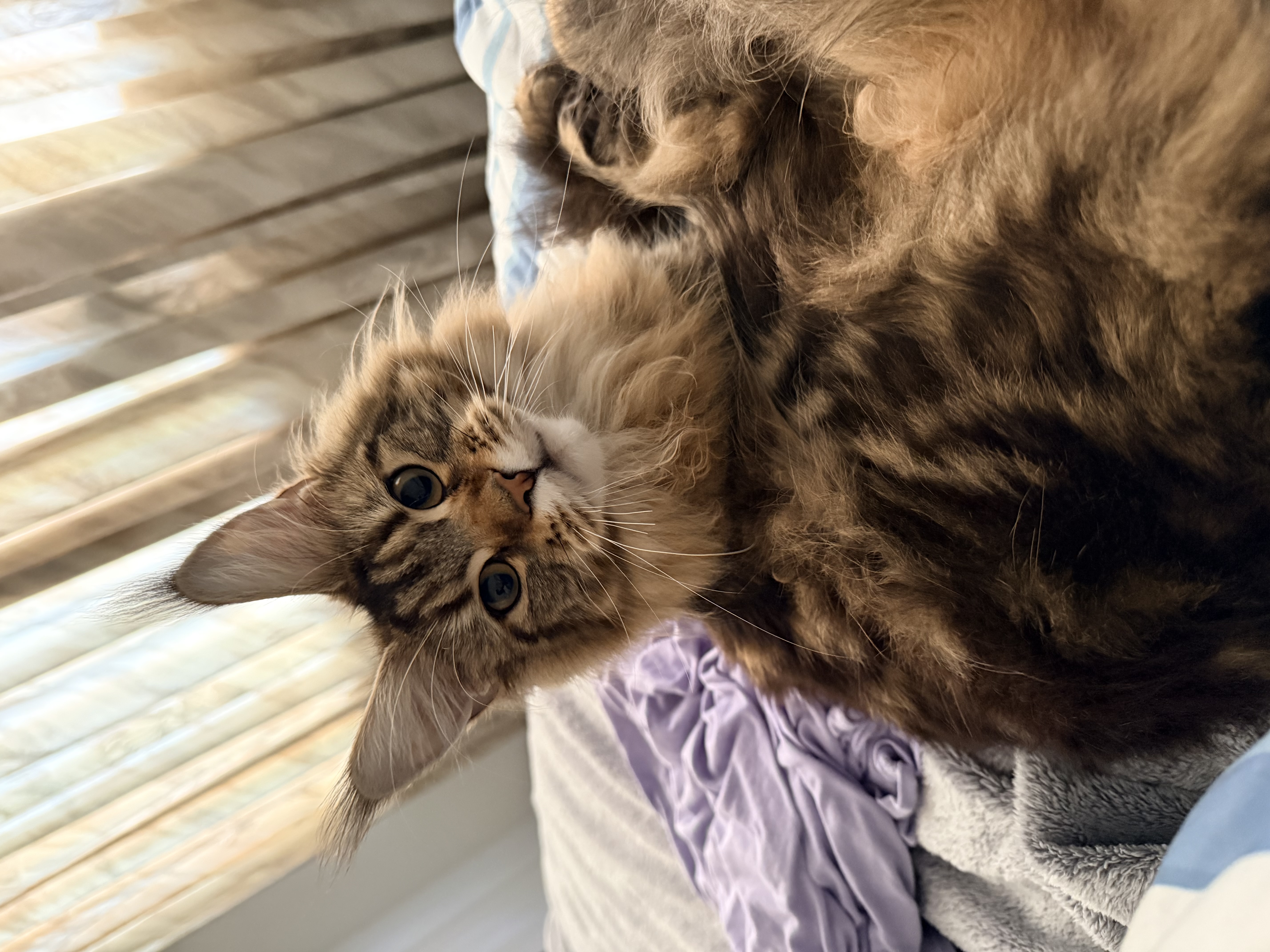Maine Coons