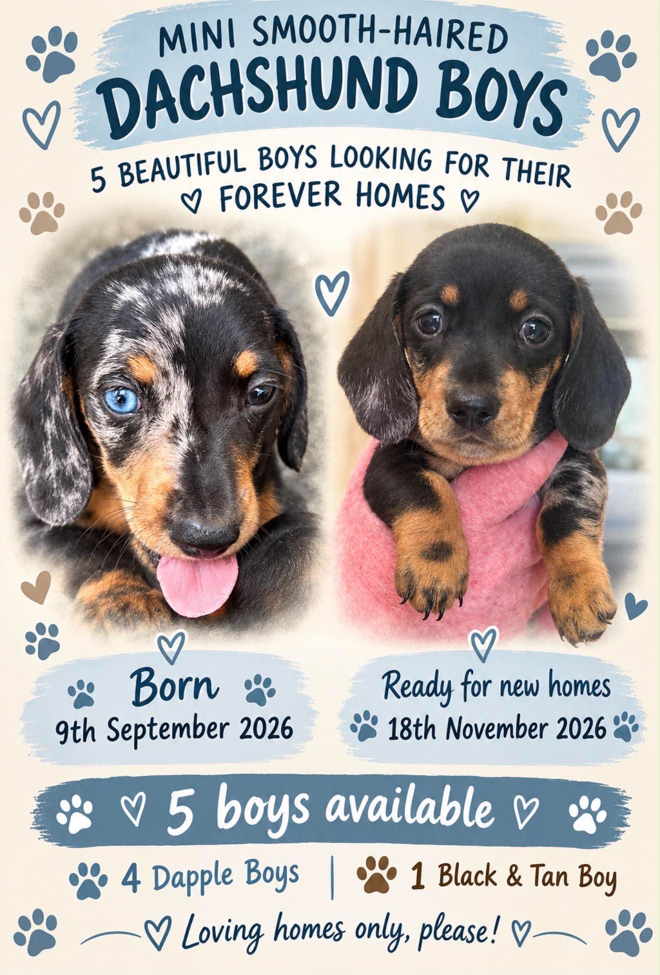Dogs – Wolffdene