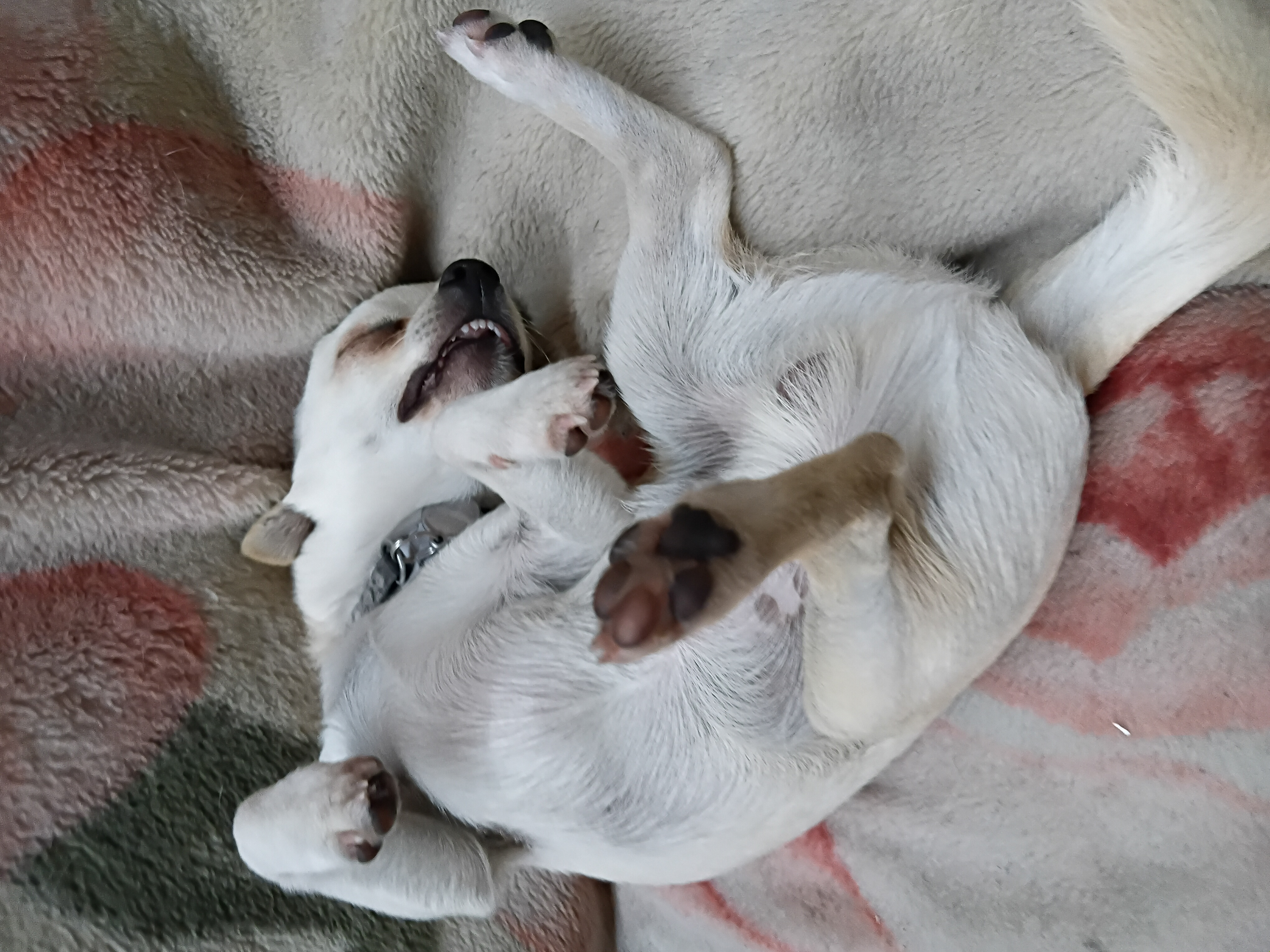 Jack Russell – Primrose Sands