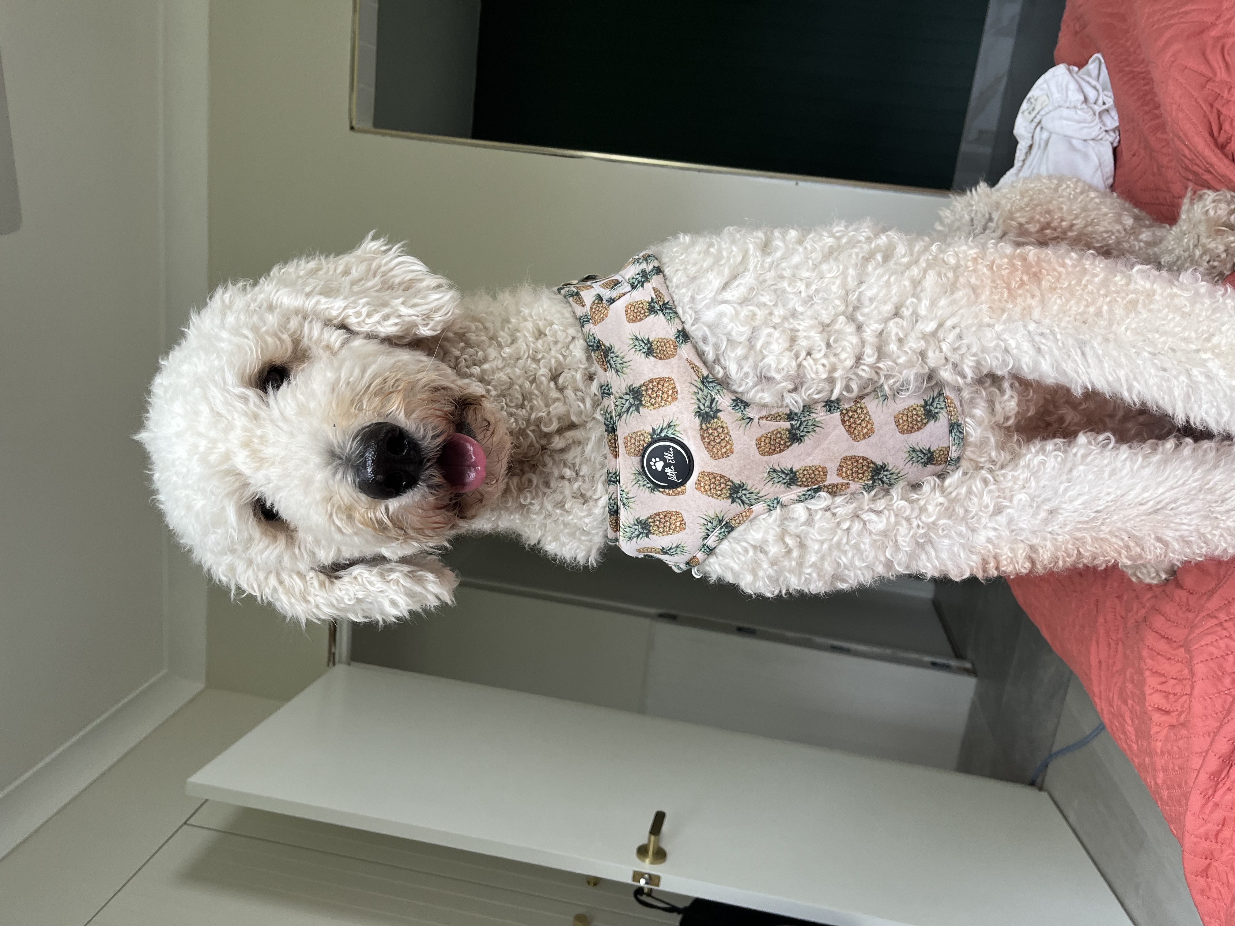Goldendoodle – Yeppoon