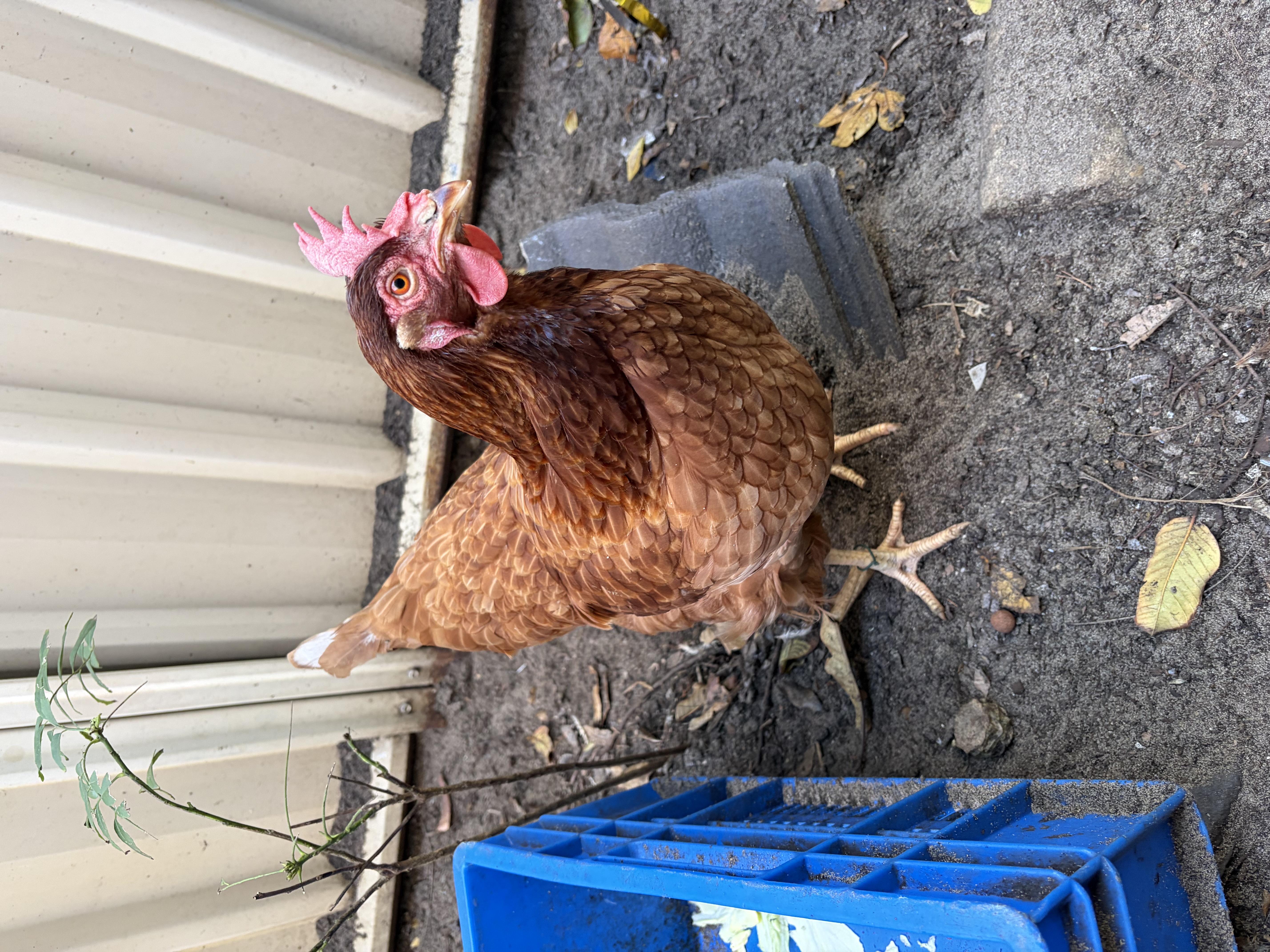 Chicken – Cannington