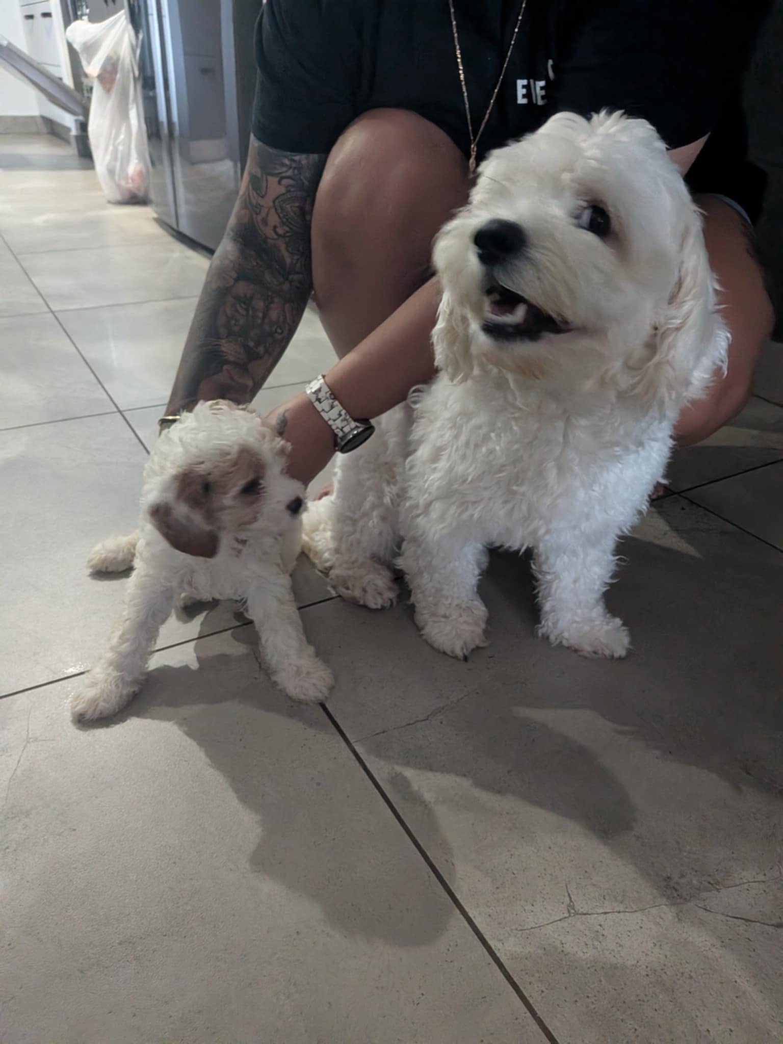 Cavoodle – Zuccoli